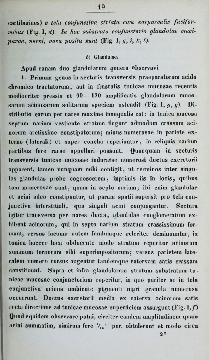cartilagines) e tela conjunctiva striata cum corpusculis fusifor- mibus (Fig. I, d). In hoc substrato conjunctorio glandulae muci- parae, nervi, vasa posita sunt (Fig. I, g, i, A:, l), b) Glandulae. Apud ranam duo glandularum genera observavi. 1. Primum genus in secturis transversis praeparatorum acido chromico tractatorum, aut in frustulis tunicae mucosae recentis mediocriter pressis et 90 —120 amplificatis glandularum muco- sarum acinosarum solitarum speciem ostendit (Fig. I, g} g). Di- stributio earum per nares maxime inaequalis est: in tunica mucosa septum narium vestiente stratum fingunt admodum crassum aci- norum arctissime constipatorum; minus numerosae in pariete ex- terno (laterali) et super concha reperiuntur, in reliquis narium partibus fere rarae appellari possunt. Quanquam in secturis transversis tunicae mucosae induratae numerosi ductus excretorii apparent, tamen nunquam mihi contigit, ut terminos inter singu- las glandulas probe cognoscerem, inprimis iis in locis, quibus tam numerosae sunt, quam in septo narium; ibi enim glandulae et acini adeo constipantur, ut parum spatii supersit pro tela con- junctiva interstitiali, qua singuli acini conjungantur. Sectura igitur transversa per nares ducta, glandulae conglomeratum ex- hibent acinorum, qui in septo narium stratum crassissimum for- mant, versus lacunar autem fundumque celeriter deminuuntur, in tunica haecce loca obducente modo stratum reperitur acinorum summum ternorum sibi superimpositorum; versus parietem late- ralem numero rursus augentur tandemque catervam satis crassam constituunt. Supra et infra glandularum stratum substratum tu- nicae mucosae conjunctorium reperitur, in quo pariter ac in tela conjunctiva acinos ambiente pigmenti nigri granula numerosa occurrunt. Ductus excretorii media ex caterva acinorum satis recta directione ad tunicae mucosae superficiem assurgunt (Fig. I,/*) Quod equidem observare potui, circiter eandem amplitudinem quam acini summatim, nimirum fere par. obtulerunt et modo circa 2*