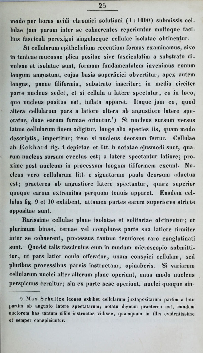 modo per horas acidi chromici solutioni (1 : 1000) submissis cel- lulae jam parum inter se cohaerentes reperiuntur multoque faci- lius fasciculi perexigui singulaeque cellulae isolatae obtinentur. Si cellularum epithelialium recentium formas examinamus, sive in tunicae mucosae plica positae sive faseiculatim a substrato di- vulsae et isolatae sunt, formam fundamentalem invenimus conum longum angustum, cujus basis superficiei obvertitur, apex autem longus, paene filiformis, substrato inseritur; in inedia circiter parte nucleus sedet, et si cellula a latere spectatur, eo in loco, quo nucleus positus est, inflata apparet. Itaque jam eo, quod altera cellularum pars a latiore altera ab angustiore latere spe- ctatur, duae earum formae oriuntur.1) Si nucleus sursum versus latum cellularum finem adigitur, longe alia species iis, quam modo descriptis, impertitur; item si nucleus deorsum fertur. Cellulae ab Eckhard fig. 4 depictae et litt. b notatae ejusmodi sunt, qua- rum nucleus sursum evectus est; a latere spectantur latiore; pro- xime post nucleum in processum longum filiformem exeunt. Nu- cleus vero cellularum litt. c signatarum paulo deorsum adactus est; praeterea ab angustiore latere spectantur, quare superior quoque earum extremitas perquam tenuis apparet. Easdem cel- lulas fig. 9 et 10 exhibent, attamen partes earum superiores stricte appositae sunt. Rarissime cellulae plane isolatae et solitariae obtinentur; ut plurimum binae, ternae vel complures parte sua latiore firmiter inter se cohaerent, processus tantum tenuiores raro conglutinati sunt. Quodsi talis fasciculus eum in modum microscopio submitti- tur, ut pars latior oculo offeratur, unam conspici cellulam, sed pluribus processibus parvis instructam, opinaberis. Si variarum cellularum nuclei alter alterum plane operiunt, unus modo nucleus perspicuus cernitur; sin ex parte sese operiunt, nuclei quoque sin- *) Max. Schultze icones exhibet cellularum juxtapositarum partim a lato partim ab angusto latere spectatarum; notatu dignum praeterea est, eundem auctorem has tantum ciliis instructas vidisse, quamquam in illis evidentissime et semper conspiciuntur.