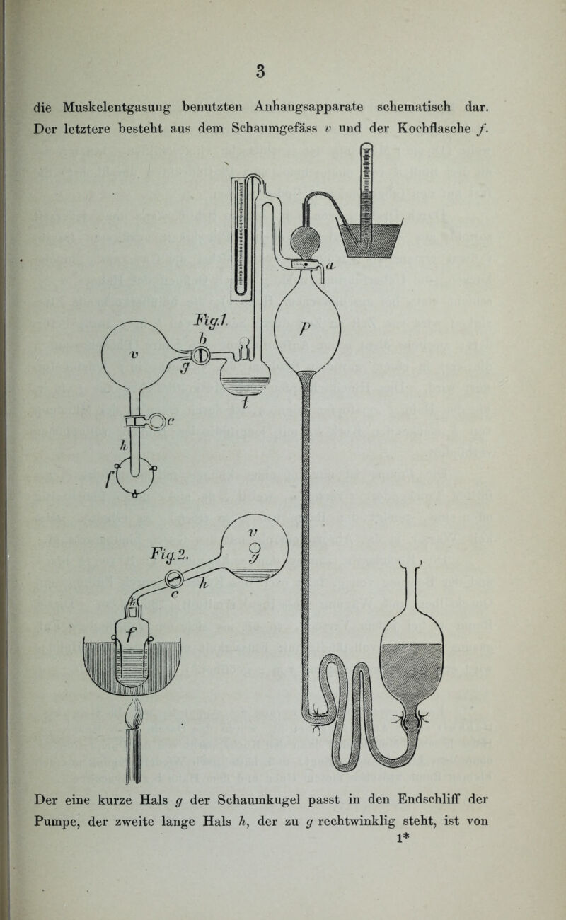 die Muskelentgasung benutzten Anhangsapparate schematisch dar. Der letztere besteht aus dem Schaumgefäss v und der Kochflasche /. Der eine kurze Hals g der Schaumkugel passt in den Endschliff der Pumpe, der zweite lange Hals h, der zu g rechtwinklig steht, ist von 1*