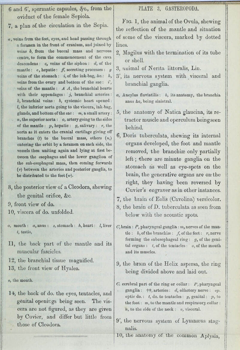 PLATE 3, GASTEROPODA. 6 and 6’, spermatic capsules, Sfc., from the oviduct of the female Sepiola. 7, a plan of the circulation in the Sepia. a, veins from the feet, eyes, and head passing through a foramen in the front of cranium, and joined by veins b, from the buccal mass and nervous centre, to form the commencement of the cava descendens : c, veins of the siphon : d, of the mantle: e, hepatic: ff, secreting processes : g veins of the stomach : i, of the ink-bag, &c.: li, veins from the ovary and bottom of the sac : i\ veins of the mantle : A A, the branchial hearts with their appendages : j, branchial arteries : h, branchial veins : b, systemic heart opened : l, the inferior aorta going to the viscera, ink-bag, glands, and bottom of the sac : m, a small artery : n, the superior aorta : o, artery going to the sides of the mantle : p, hepatic : g, salivary : r, the aorta as it enters the cranial cartilage giving off branches (t) to the buccal mass, others (u,) entering the orbit by a foramen on each side, the vessels then uniting again and lying at first be- tween the esophagus and the lower ganglion of the sub-esophageal mass, then coming forwards (v) between the arteries and posterior ganglia, to be distributed to the feet (w). 8, the posterior view of a Cleodora, shewing the genital orifice, &c. 9, front view of do. 10, viscera of do. unfolded. o, mouth: a, anus: s, stomach : h, heart: Oliver t, testis, 11, the back part of the mantle and its muscular fascicles. 12, the branchial tissue magnified. 13, the front view of Hyalea. o, the mouth. 1 4, the back of do. the eyes, tentacles, and genital openings being seen. The vis- cera are not figured, as they are given by Cuvier, and differ but little from those of Cleodora. Fig. 1, the animal of the Ovula, shewing the reflection of the mantle and situation of some of the viscera, marked by dotted lines. 2, Magilus with the termination of its tube or shell. 3, animal of Nenta littoralis, Lin. 3’, its nervous system with visceral and branchial ganglia. а, Ancylus fluviatilis: b, its anatomy, the branchia anus &c, being sinistral. 5, the anatomy of Natica glaucina, its re- tractor muscle and operculum beingseen behind. б, Doris tuberculata, shewing its internal organs developed, the foot and mantle removed, the branchiae only partially left; “there are minute ganglia on the stomach as well as eye-spots on the brain, the generative organs are on the right, they having been reversed by Cuvier’s engraver as in other instances. 7, the brain of Eolis (Cavolina) versicolor. 8, the brain of D. tuberculata as seen from below with the acoustic spots. C, brain : P, pharyngeal ganglia : m, nerves of the man- tle : b, of the branchiae : /, of the feet: r, nerve forming the subesophageal ring: g, of the geni- tal organs : l, of the tentacles : o, of the mouth and its muscles. 9, the brain of the Helix aspeisa, the ring being divided above and laid out. C. cerebral part of the ring or collar: P, pharyngeal ganglia : ft, arteries : d, olfactory nerve : op. optic do.: t, do. to tentacles : g, genital: p, to the foot: m, to the mantle and respiratory, collar : n, to the side of the neck : v, visceral. 9’, the nervous system of Lymnaeus stag- nalis. 10, the anatomy of the common Aplysia,