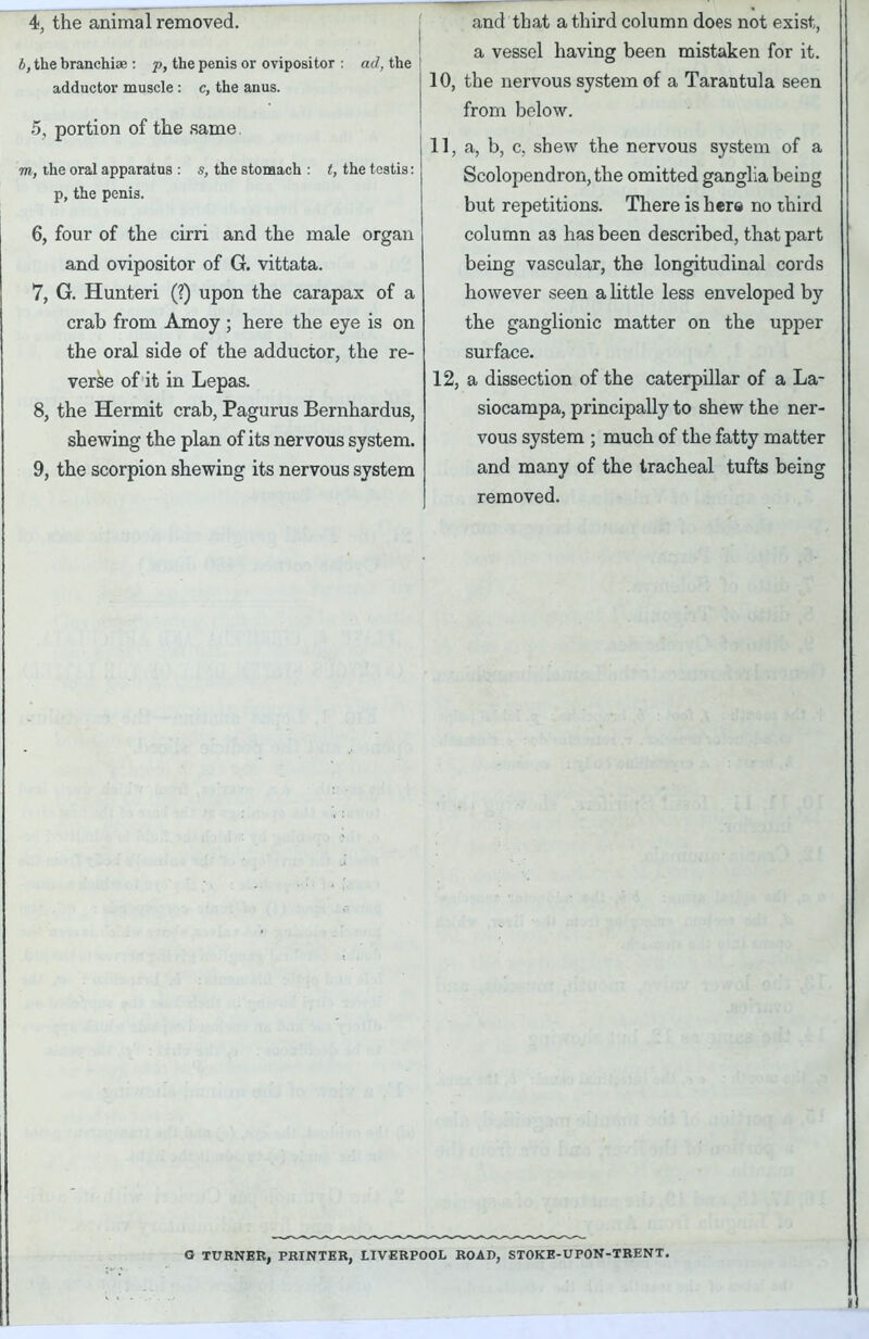 b, the branchiae : p, the penis or ovipositor : ad, the adductor muscle : c, the anus. 5, portion of the same m, the oral apparatus : s, the stomach : t, the testis: p, the penis. 6, four of the cirri and the male organ and ovipositor of G. vittata. 7, G. Hunteri (?) upon the carapax of a crab from Amoy ; here the eye is on the oral side of the adductor, the re- verse of it in Lepas. 8, the Hermit crab, Pagurus Bernhardus, shewing the plan of its nervous system. 9, the scorpion shewing its nervous system a vessel having been mistaken for it. 10, the nervous system of a Tarantula seen from below. 11, a, b, c, shew the nervous system of a Scolopendron,the omitted ganglia being but repetitions. There is here no third column a3 has been described, that part being vascular, the longitudinal cords however seen a little less enveloped by the ganglionic matter on the upper surface. 12, a dissection of the caterpillar of a La- siocampa, principally to shew the ner- vous system ; much of the fatty matter and many of the tracheal tufts being removed. G TURNER, PRINTER, LIVERPOOL ROAD, STOKE-UPON-TRENT.