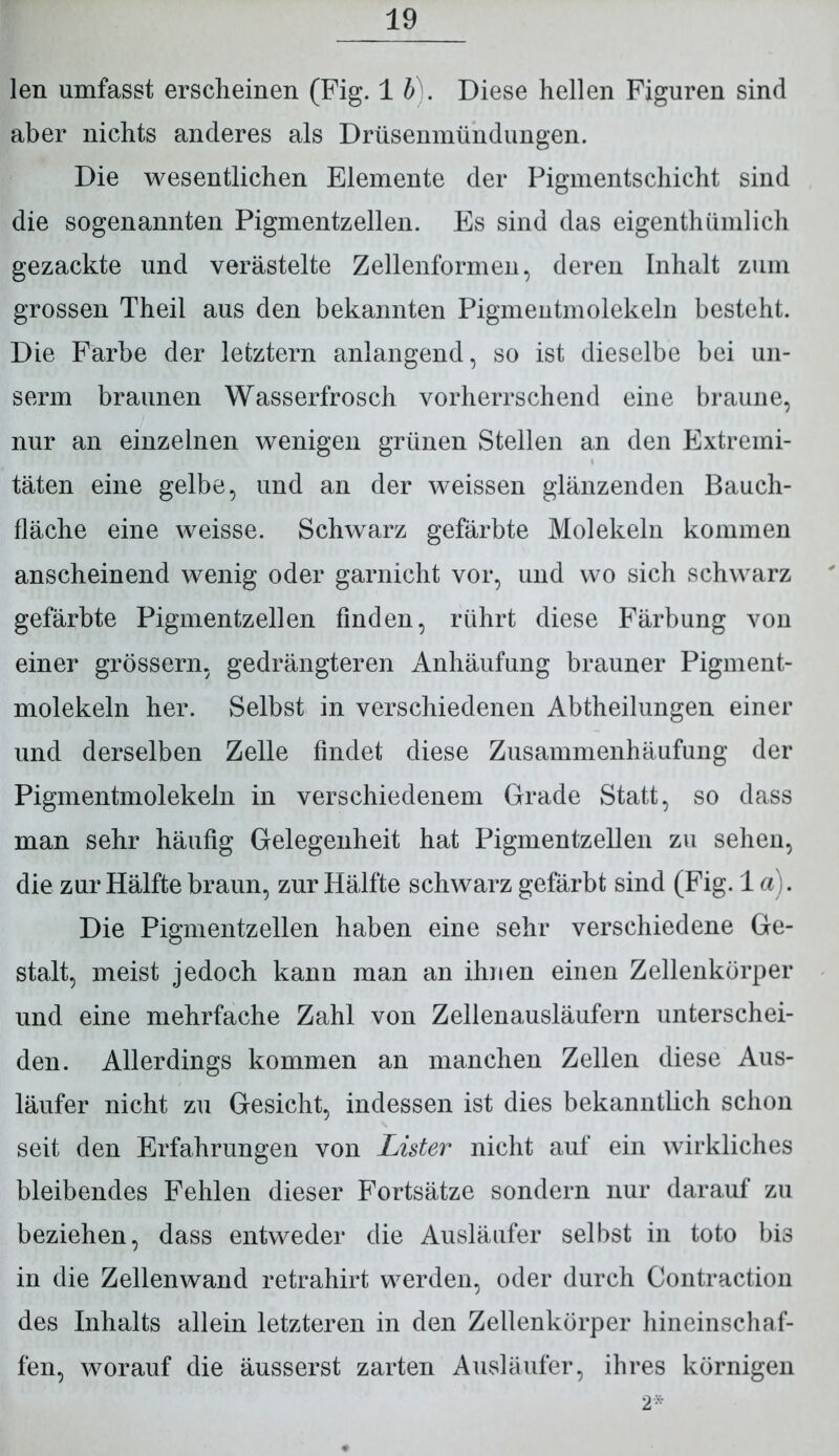 len umfasst erscheinen (Fig. 1 b). Diese hellen Figuren sind aber nichts anderes als Drüsenmündungen. Die wesentlichen Elemente der Pigmentschicht sind die sogenannten Pigmentzellen. Es sind das eigentümlich gezackte und verästelte Zellenformen, deren Inhalt zum grossen Theil aus den bekannten Pigmentmolekeln besteht. Die Farbe der letztem anlangend, so ist dieselbe bei un- serm braunen Wasserfrosch vorherrschend eine braune, nur an einzelnen wenigen grünen Stellen an den Extremi- täten eine gelbe, und an der weissen glänzenden Bauch- fläche eine weisse. Schwarz gefärbte Molekeln kommen anscheinend wenig oder garnicht vor, und wo sich schwarz gefärbte Pigmentzellen finden, rührt diese Färbung von einer grossem, gedrängteren Anhäufung brauner Pigment- molekeln her. Selbst in verschiedenen Abtheilungen einer und derselben Zelle findet diese Zusammenhäufung der Pigmentmolekeln in verschiedenem Grade Statt, so dass man sehr häufig Gelegenheit hat Pigmentzellen zu sehen, die zur Hälfte braun, zur Hälfte schwarz gefärbt sind (Fig. 1 a). Die Pigmentzellen haben eine sehr verschiedene Ge- stalt, meist jedoch kann man an ihnen einen Zellenkörper und eine mehrfache Zahl von Zellenausläufern unterschei- den. Allerdings kommen an manchen Zellen diese Aus- läufer nicht zu Gesicht, indessen ist dies bekanntlich schon seit den Erfahrungen von Lister nicht aut* ein wirkliches bleibendes Fehlen dieser Fortsätze sondern nur darauf zu beziehen, dass entweder die Ausläufer selbst in toto bis in die Zellenwand retrahirt werden, oder durch Contraction des Inhalts allein letzteren in den Zellenkörper hineinschaf- fen, worauf die äusserst zarten Ausläufer, ihres körnigen 2*