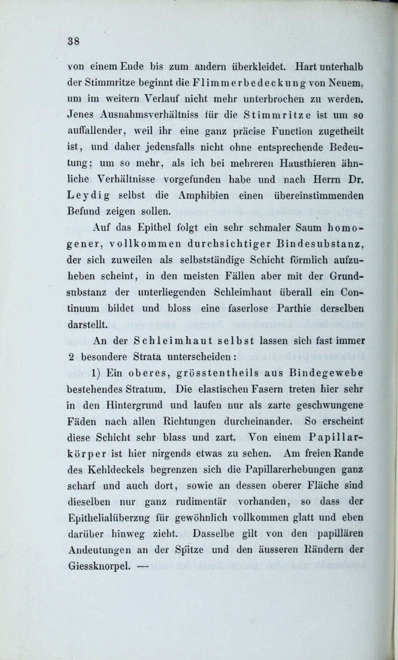 von einem Ende bis zum andern überkleidet. Hart unterhalb der Stimmritze beginnt die Flimmerbedeckung von Neuem, um im weitern Verlauf nicht mehr unterbrochen zu werden. Jenes Ausnahmsverhältniss für die Stimmritze ist um so auffallender, weil ihr eine ganz präcise Function zugetheilt ist, und daher jedensfalls nicht ohne entsprechende Bedeu- tung; um so mehr, als ich bei mehreren Hausthieren ähn- liche Verhältnisse vorgefunden habe und nach Herrn Dr. Leydig selbst die x^mphibien einen übereinstimmenden Befund zeigen sollen. x\uf das Epithel folgt ein sehr schmaler Saum homo- gener, vollkommen durchsichtiger Bindesubstanz, der sich zuweilen als selbstständige Schicht förmlich aufzu- heben scheint, in den meisten Fällen aber mit der Grund- substanz der unterliegenden Schleimhaut überall ein Con- tinuum bildet und bloss eine faserlose Parthie derselben darstellt. An der Schleimhaut selbst lassen sich fast immer 2 besondere Strata unterscheiden: 1) Ein oberes, grösstentheils aus Bindegewebe bestehendes Sti’atum. Die elastischen Fasern treten hier sehr in den Hintergrund und laufen nur als zarte geschwungene Fäden nach allen Richtungen durcheinander. So erscheint diese Schicht sehr blass und zart. Von einem Papillar- körper ist hier nirgends etwas zu sehen. Am freien Rande des Kehldeckels begrenzen sich die Papillarerhebungen ganz scharf und auch dort, sowie an dessen oberer Fläche sind dieselben nur ganz rudimentär vorhanden, so dass der Epithelialüberzug für gewöhnlich vollkommen glatt und eben darüber hinweg zieht. Dasselbe gilt von den papillären Andeutungen an der Stütze und den äusseren Rändern der Giessknorpel. i