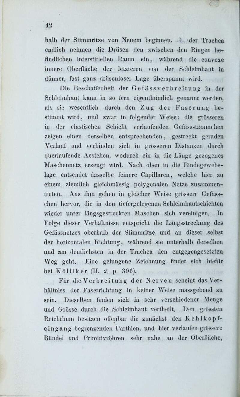 halb der Stimmritze von Neuem beginnen. der Trachea endlich nehmen die Drüsen den zwischen den Ringen be- findlichen interstitiellen Raum ein, während die convexe innere Oberfläche der letzteren von der Schleimhaut in dünner, fast ganz drüsenloser Lage überspannt wird. Die Beschaflenheit der GefässVerbreitung in der Schleimhaut kann in so fern eigenthümlich genannt werden, als sic wesentlich durch den Zug der Faserung be- stimmt wird, und zwar in folgender AYeise: die grösseren in der elastischen Schicht verlaufenden Gefässstäinmchen zeigen einen derselben entsprechenden, gestreckt geraden Verlauf und verbinden sich in grösseren Distanzen durch querlaufende Aestchen, wodurch ein in die Länge gezogenes Maschennetz erzeugt wird. Nach oben in die Bindegewebs- lage entsendet dasselbe feinere Capillaren, welche hier zu einem ziemlich gleichmässig polygonalen Netze zusammen- treten. Aus ihm gehen in gleicher Weise grössere Gefäss- chen hervor, die in den tiefergelegenen Schleimhautschichten wieder unter längsgestreckten Maschen sich vereinigen. In Folge dieser Verhältnisse entspricht die Längsstreckung des Gefässnetzes oberhalb der Stimmritze und an dieser selbst der horizontalen Richtung, während sie unterhalb derselben und am deutlichsten in der Trachea den entgegengesetzten Weg geht. Eine gelungene Zeichnung findet sich hiefür bei K öl liker (II. 2. p. 306). Für die Verbreitung der Nerven scheint das Ver- hältniss der Faserrichtung in keiner Weise massgebend zu sein. Dieselben finden sich in sehr verschiedener Menge und Grösse durch die Schleimhaut vertheilt. Den grössten Reichthum besitzen offenbar die zunächst den Kehlkopf- eingang begrenzenden Parthien, und hier verlaufen grössere Bündel und Primitivröhren sehr nahe an der Oberfläche,