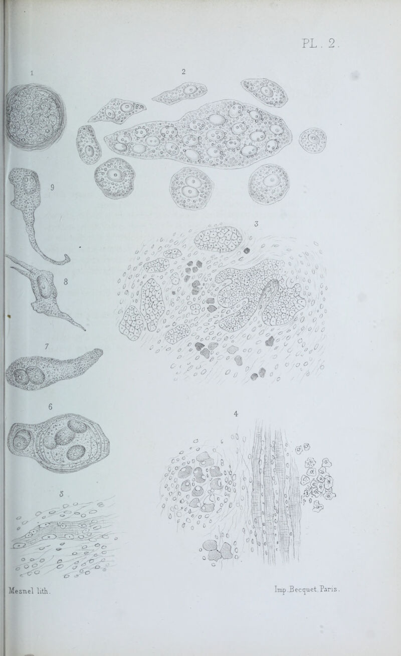 PL. 2. Mesnel lith. Imp .Eeccp et, Paris.