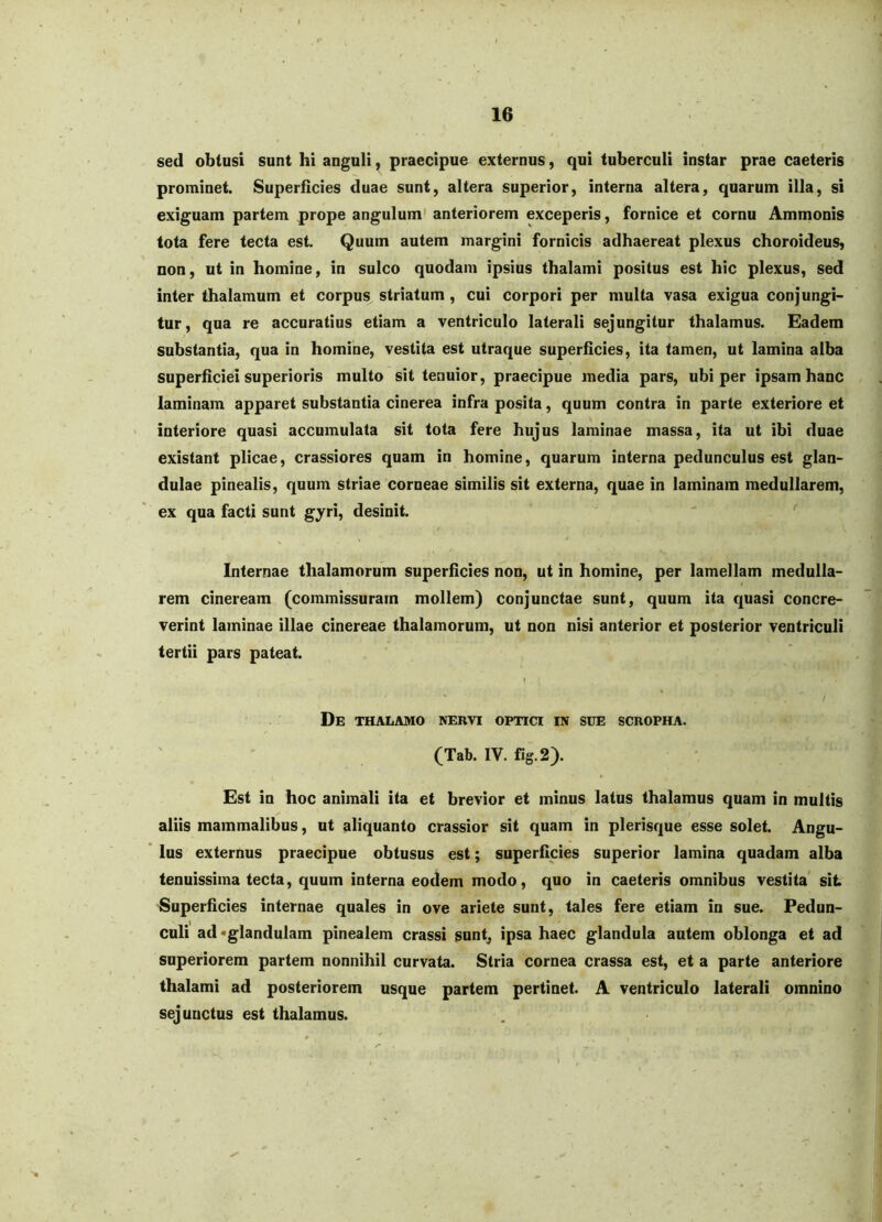 sed obtusi sunt hi anguli, praecipue externus, qui tuberculi instar prae caeteris prominet. Superficies duae sunt, altera superior, interna altera, quarum illa, si exiguam partem prope angulum' anteriorem exceperis, fornice et cornu Ammonis tota fere tecta est. Quum autem margini fornicis adhaereat plexus choroideus, non, ut in homine, in sulco quodam ipsius thalami positus est hic plexus, sed inter thalamum et corpus striatum, cui corpori per multa vasa exigua conjungi- tur, qua re accuratius etiam a ventriculo laterali sejungitur thalamus. Eadem substantia, qua in homine, vestita est utraque superficies, ita tamen, ut lamina alba superficiei superioris multo sit tenuior, praecipue media pars, ubi per ipsam hanc laminam apparet substantia cinerea infra posita, quum contra in parte exteriore et • interiore quasi accumulata sit tota fere hujus laminae massa, ita ut ibi duae existant plicae, crassiores quam in homine, quarum interna pedunculus est glan- dulae pinealis, quum striae corneae similis sit externa, quae in laminam medullarem, ex qua facti sunt gyri, desinit. Internae thalamorum superRcies non, ut in homine, per lamellam medulla- rem cineream (commissuram mollem) conjunctae sunt, quum ita quasi concre- verint laminae illae cinereae thalamorum, ut non nisi anterior et posterior ventriculi tertii pars pateat. » / De thalamo nervi optici in sue scropha. (Tab. IV. fig.2). Est in hoc animali ita et brevior et minus latus thalamus quam in multis aliis mammalibus, ut aliquanto crassior sit quam in plerisque esse solet. Angu- lus externus praecipue obtusus est; superficies superior lamina quadam alba tenuissima tecta, quum interna eodem modo, quo in caeteris omnibus vestita' sit Superficies internae quales in ove ariete sunt, tales fere etiam in sue. Pedun- culi ad «glandulam pinealem crassi sunt, ipsa haec glandula autem oblonga et ad superiorem partem nonnihil curvata. Stria cornea crassa est, et a parte anteriore thalami ad posteriorem usque partem pertinet. A ventriculo laterali omnino sejunctus est thalamus.