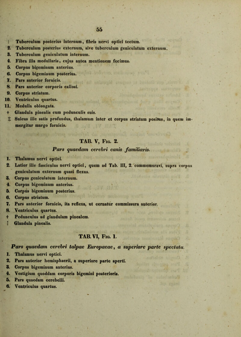 : Tubercuiam posterius internum, fibris nervi optici tectum. 2. Tuberculum posterius externum, sive tuberculum geniculatum externum. 3. Tuberculum geniculatum internum. 4. Fibra illa medullaris, cujus antea mentionem fecimus. 5. Corpus bigeminum anterius. 6. Corpus bigeminum posterius. ‘ - 7. Pars anterior fornicis. 8. Pars anterior corporis callosi. 9. Corpus striatum. 10. Ventriculus quartus. 11. Medulla oblongata. f Glandula pinealis cum pedunculis suis. .i X, Sulcus ille satis profundus, thalamum inter et corpus striatum positus, in quem im- mergitur margo fornicis. TAB. V, Fig. 2. Pars quaedam cerebri canis familiaris. 1. Thalamus nervi optici. > 2. Latior ille fasciculus nervi optici, quem ad Tab. III, 2. commemoravi,'supra corpus geniculatum externum quasi flexus. 3. Corpus geniculatum internum. , 4. Corpus bigeminum anterius. ‘ 5. Corpus bigeminum posterius. 6. Corpus striatum. 7. Pars anterior fornicis, ita reflexa, ut cernatur commissura anterior. 8.. Ventriculus quartus. ' f Pedunculus ad glandulam pinealem. ; Glandula pinealis. TAB. VI, Fig. 1. Pars quaedam cerebri talpae Europaeae, a superiore parte spectatu. 1. Thalamus nervi optici. 2. Pars anterior hemisphaerii, a superiore parte aperti. 3. Corpus bigeminum anterius. . , . < 4. Vestigium quoddam corporis bigemini posterioris. 5. Pars quaedam cerebelli. ^ ■