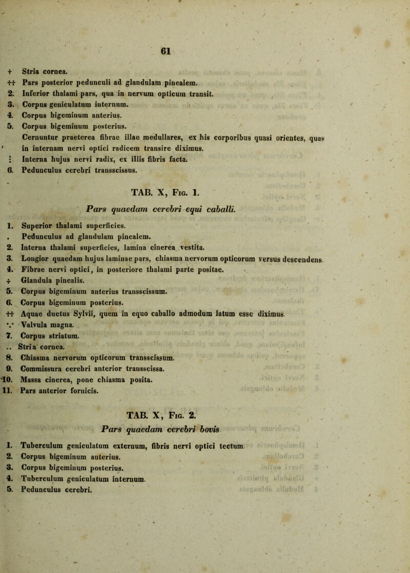 + Stria cornea. ■ft Pars posterior pedunculi ad glandulam pinealem. 2. Inferior thalami pars, qua in nervum opticum transit. 3. Corpus geniculatum internum. 4. Corpus bigeminum anterius. 3. Corpus bigeminum posterius. Cernuntur praeterea fibrae illae medullares, ex his corporibus quasi orientes, quas ' in internam nervi optici radicem transire diximus. : Interna hujus nervi radix, ex illis fibris facta^ 6. Pedunculus cerebri transscissus. TAB. X, Fig. 1. ' Pars quaedam cerebri-equi caballi, 1. Superior thalami superficies. . Pedunculus ad glandulam pinealem. 2. Interna thalami superficies, lamina cinerea, vestita. 3. Longior quaedam hujus laminae pars, chiasma nervorum opticorum versus descendens. 4. Fibrae nervi optici, in posteriore thalami parte positae. ^ Glandula pinealis. , 5. Corpus bigeminum anterius transscissnm. 6. Corpus bigeminum posterius. -H* Aquae ductus Sylvii, quem in equo caballo admodum latum esse diximus. *.• Valvula magna. 7. Corpus striatum. .. Stria'cornea. 8. Chiasma nervorum opticorum transscissum. v 9. Commissura cerebri anterior transscissa. '10. Massa cinerea, pone chiasma posita. ' “ 11. Pars anterior fornicis. - i, un i TAB. X, Fig. 2. ' Pars quaedam cerebri bovis 1. Tuberculum geniculatum externum, fibris nervi optici tectum 2. Corpus bigeminum anterius. ■ , ' 3. Corpus bigeminum posterius. ; o ; 4. Tuberculum geniculatum internum. : 5. Pedunculus cerebri. ”