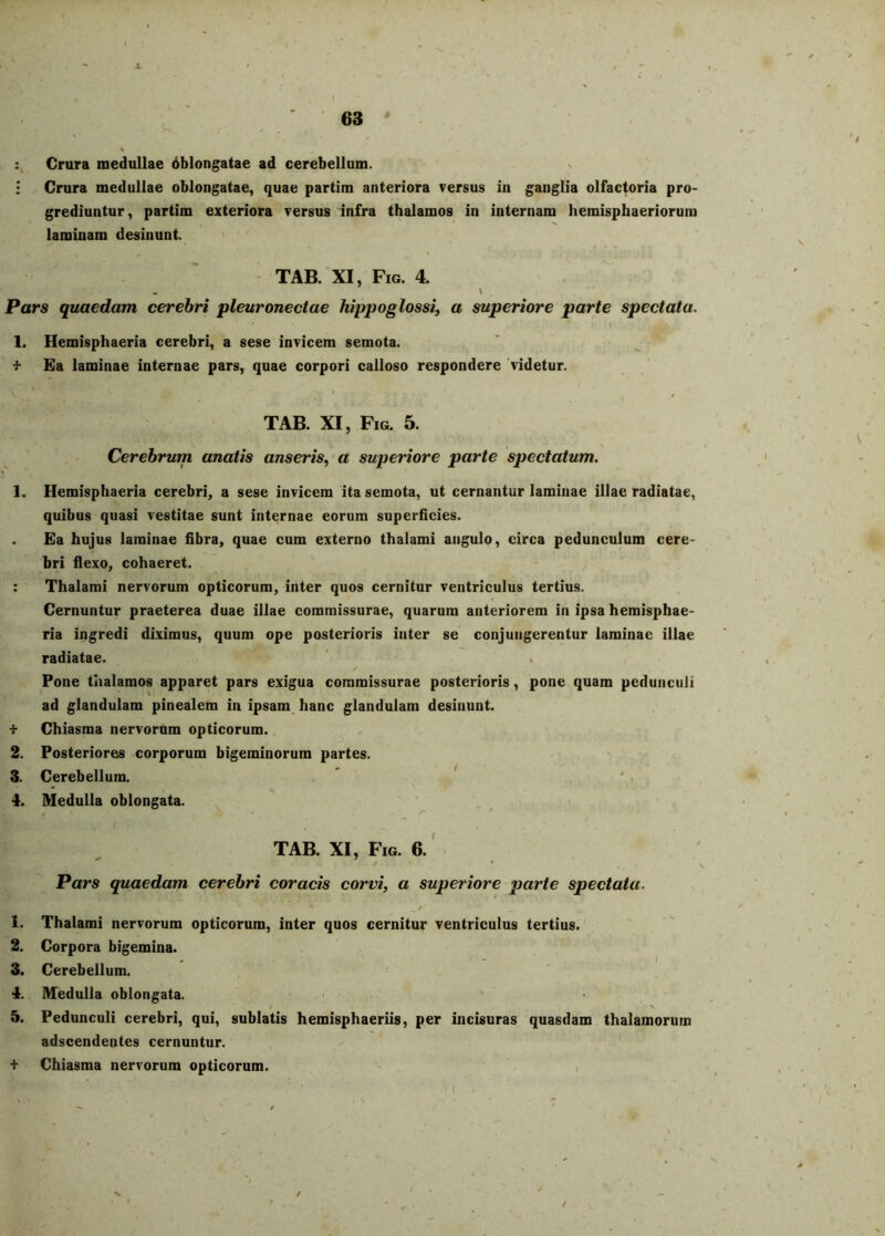 ■ 63  Crura medullae dblongatae ad cerebellum. > : Crura medullae oblongatae, quae partim anteriora versus in ganglia olfactoria pro- grediuntur, partim exteriora versus infra thalamos in internam hemisphaeriorum laminam desinunt. TAB. XI, Fig. 4. . \ Pars quaedam cerebri pleuronectae hippoglossi, a superiore parte spectata. 1. Hemisphaeria cerebri, a sese invicem semota. •}■ Ea laminae internae pars, quae corpori calloso respondere 'videtur. \ ' TAB. XI, Fig. 5. Cerebrum anatis anseris, a superiore parte spectatum. 1. Hemisphaeria cerebri, a sese invicem ita semota, ut cernantur laminae illae radiatae, quibus quasi vestitae sunt internae eorum superficies. . Ea hujus laminae fibra, quae cum externo thalami angulo, circa pedunculum cere- bri flexo, cohaeret. : Thalami nervorum opticorum, inter quos cernitur ventriculus tertius. Cernuntur praeterea duae illae commissurae, quarum anteriorem in ipsa hemisphae- ria ingredi diximus, quum ope posterioris inter se conjungerentur laminae illae radiatae. Pone thalamos apparet pars exigua commissurae posterioris, pone quam pedunculi ad glandulam pinealem in ipsam hanc glandulam desinunt. + Chiasma nervorum opticorum. . 2. Posteriores corporum bigeminorum partes. 3. Cerebellum. ” ' ' . 4. Medulla oblongata. . 0 \ ^ r * TAB. XI, Fig. 6.' Pars quaedam cerebri coracis corvi, a superiore parte spectata. / 1. Thalami nervorum opticorum, inter quos cernitur ventriculus tertius. 2. Corpora bigemina. » - ' 1 3. Cerebellum. 4. Medulla oblongata. > t \ 5. Pedunculi cerebri, qui, sublatis hemisphaeriis, per incisuras quasdam thalamorum adseendentes cernuntur. -i- Chiasma nervorum opticorum.