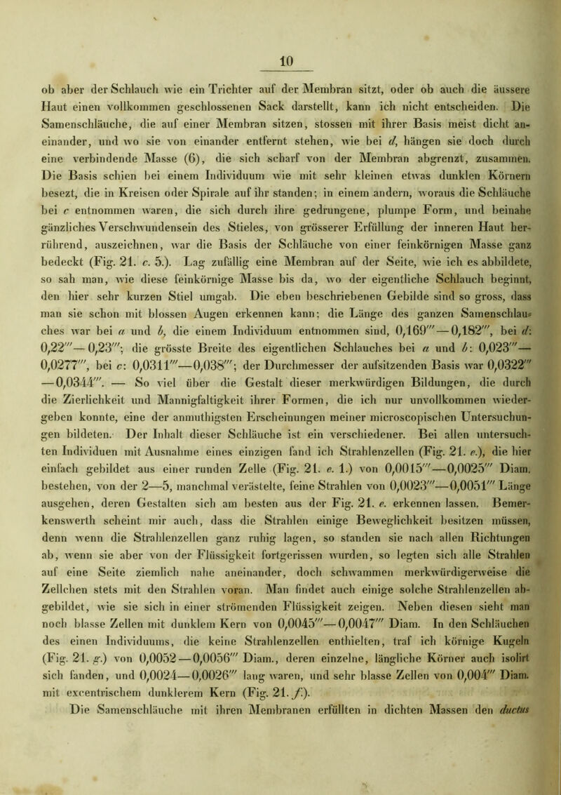 ob aber der Schlauch wie ein Trichter auf der Membran sitzt, oder ob auch die äussere Haut einen vollkommen geschlossenen Sack darstellt, kann ich nicht entscheiden. Die Samenschläuche, die auf einer Membran sitzen, stossen mit ihrer Basis meist dicht an- einander, und wo sie von einander entfernt stehen, wie bei d, hängen sie doch durch eine verbindende Masse (6), die sich scharf von der Membran abgrenzt, zusammen. Die Basis schien bei einem Individuum wie mit sehr kleinen etwas dunklen Körnern besezt, die in Kreisen oder Spirale auf ihr standen; in einem andern, woraus die Schläuche bei c entnommen waren, die sich durch ihre gedrungene, plumpe Form, und beinahe gänzliches Verschwundensein des Stieles, von grösserer Erfüllung der inneren Haut her- rührend, auszeichnen, war die Basis der Schläuche von einer feinkörnigen Masse ganz bedeckt (Fig. 21. c. 5.). Lag zufällig eine Membran auf der Seite, wie ich es abbildete, so sah man, wie diese feinkörnige Masse bis da, wo der eigentliche Schlauch beginnt, den hier sehr kurzen Stiel umgab. Die eben beschriebenen Gebilde sind so gross, dass man sie schon mit blossen Augen erkennen kann; die Länge des ganzen Samenschlau* ches war bei a und b, die einem Individuum entnommen sind, 0/169' — 0,182', bei d: 0,22—0,23'; die grösste Breite des eigentlichen Schlauches bei a und b: 0,023'— 0,0277', bei c: 0,0311'—0,038'; der Durchmesser der aufsitzenden Basis war 0,0322' — 0,0344'. — So viel über die Gestalt dieser merkwürdigen Bildungen, die durch die Zierlichkeit und Mannigfaltigkeit ihrer Formen, die ich nur unvollkommen wieder- geben konnte, eine der anmuthigsten Erscheinungen meiner microscopischen Untersuchun- gen bildeten. Der Inhalt dieser Schläuche ist ein verschiedener. Bei allen untersuch- ten Individuen mit Ausnahme eines einzigen fand ich Strahlenzellen (Fig. 21. e.), die hier einfach gebildet aus einer runden Zelle (Fig. 21. e. 1.) von 0,0015' — 0,0025' Diam. bestehen, von der 2—5, manchmal verästelte, feine Strahlen von 0,0023'—0,0051' Länge ausgehen, deren Gestalten sich am besten aus der Fig. 21. e. erkennen lassen. Bemer- kenswerth scheint mir auch, dass die Strahlen einige Beweglichkeit besitzen müssen, denn wenn die Strahlenzellen ganz ruhig lagen, so standen sie nach allen Richtungen ab, wenn sie aber von der Flüssigkeit fortgerissen wurden, so legten sich alle Strahlen auf eine Seite ziemlich nahe aneinander, doch schwammen merkwürdigerweise die Zellchen stets mit den Strahlen voran. Man findet auch einige solche Strahlenzellen ab- gebildet, wie sie sich in einer strömenden Flüssigkeit zeigen. Neben diesen sieht man noch blasse Zellen mit dunklem Kern von 0,0045'—0,0047' Diam. In den Schläuchen des einen Individuums, die keine Strahlenzellen enthielten, traf ich körnige Kugeln (Fig. 21. g.) von 0,0052 — 0,0056' Diam., deren einzelne, längliche Körner auch isolirt sich fanden, und 0,0024—0,0026' lang waren, und sehr blasse Zellen von 0,004' Diam. mit excentrischem dunklerem Kern (Fig. 21. f). Die Samenschläuche mit ihren Membranen erfüllten in dichten Massen den ductits