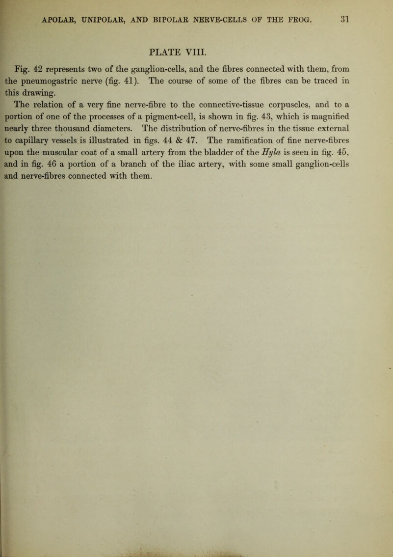 PLATE VIII. Fig. 42 represents two of the ganglion-cells, and the fibres connected with them, from the pneumogastric nerve (fig. 41). The course of some of the fibres can be traced in this drawing. The relation of a very fine nerve-fibre to the connective-tissue corpuscles, and to a portion of one of the processes of a pigment-cell, is shown in fig. 43, which is magnified nearly three thousand diameters. The distribution of nerve-fibres in the tissue external to capillary vessels is illustrated in figs. 44 & 47. The ramification of fine nerve-fibres upon the muscular coat of a small artery from the bladder of the Hyla is seen in fig. 45, and in fig. 46 a portion of a branch of the iliac artery, with some small ganglion-cells and nerve-fibres connected with them.