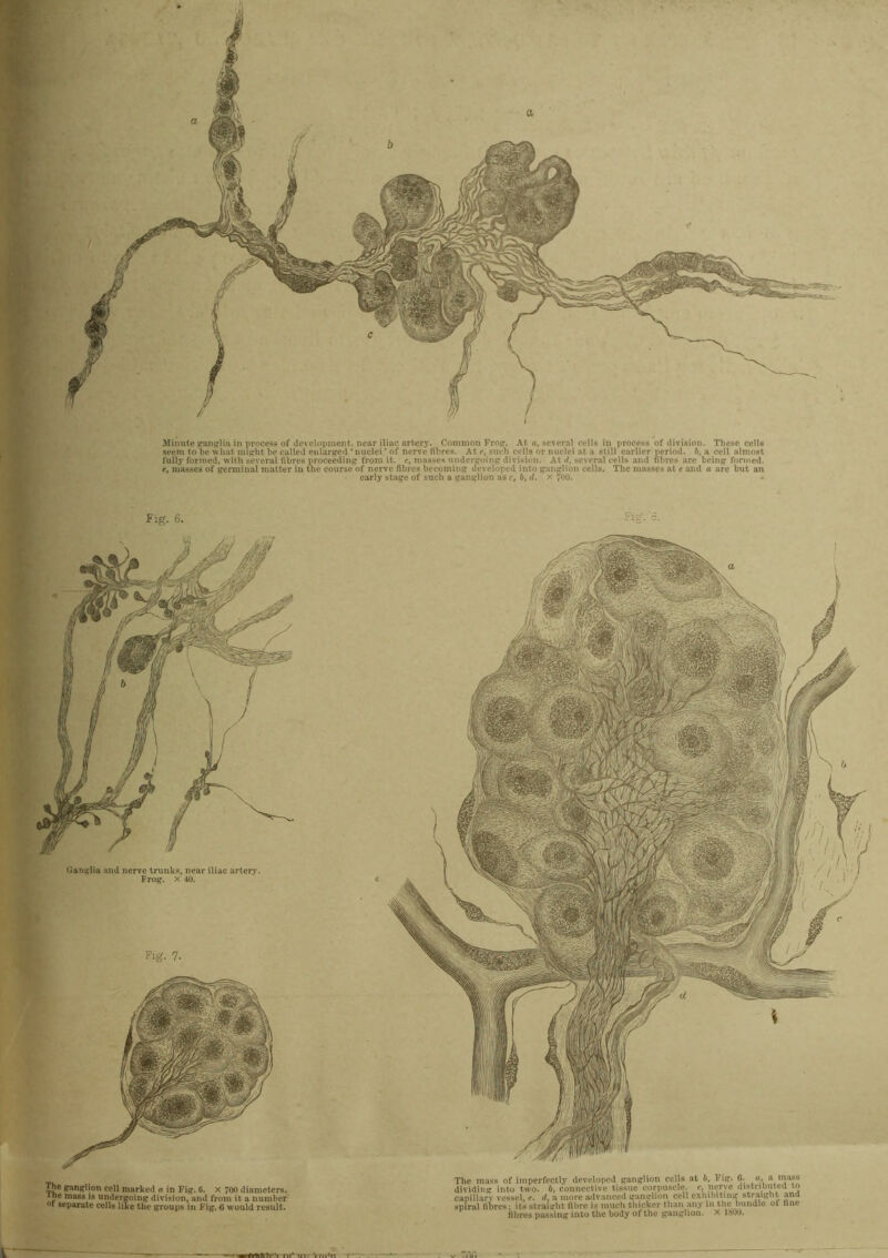 Minute ganglia in process of development, near iliac artery. Common Frog-. At a, several cells in process of division. These cells seem to be what might be called enlarged ‘nuclei’ of nerve fibres. At e, such cells or nuclei at a still earlier period, b, a cell almost fully formed, with several fibres proceeding from it. c, masses undergoing division. At d, several cells and fibres are being formed. e, masses of germinal matter in the course of nerve fibres becoming developed into ganglion cells. The masses at e and a are but an early stage of such a ganglion as c, b, d. x 7U0. Ganglia and nerve trunks, near iliac artery. F rog. x 40. The ganglion cell marked a in Fig. 0. x 700 diameters. 1 Pe mass is undergoing division, and from it a number °* separate cells like the groups in Fig. would result. i mass of imperfectly developed ganglion cells at b. Fig. 6- a, a mass 1 ding into two. b, connective tissue corpuscle, c. nerve distributed to illary vessel, <*. d, a more advanced ganglion cell exhibiting straight and •al fibres; its straight fibre is much thicker than any 111 the bundle ol tine