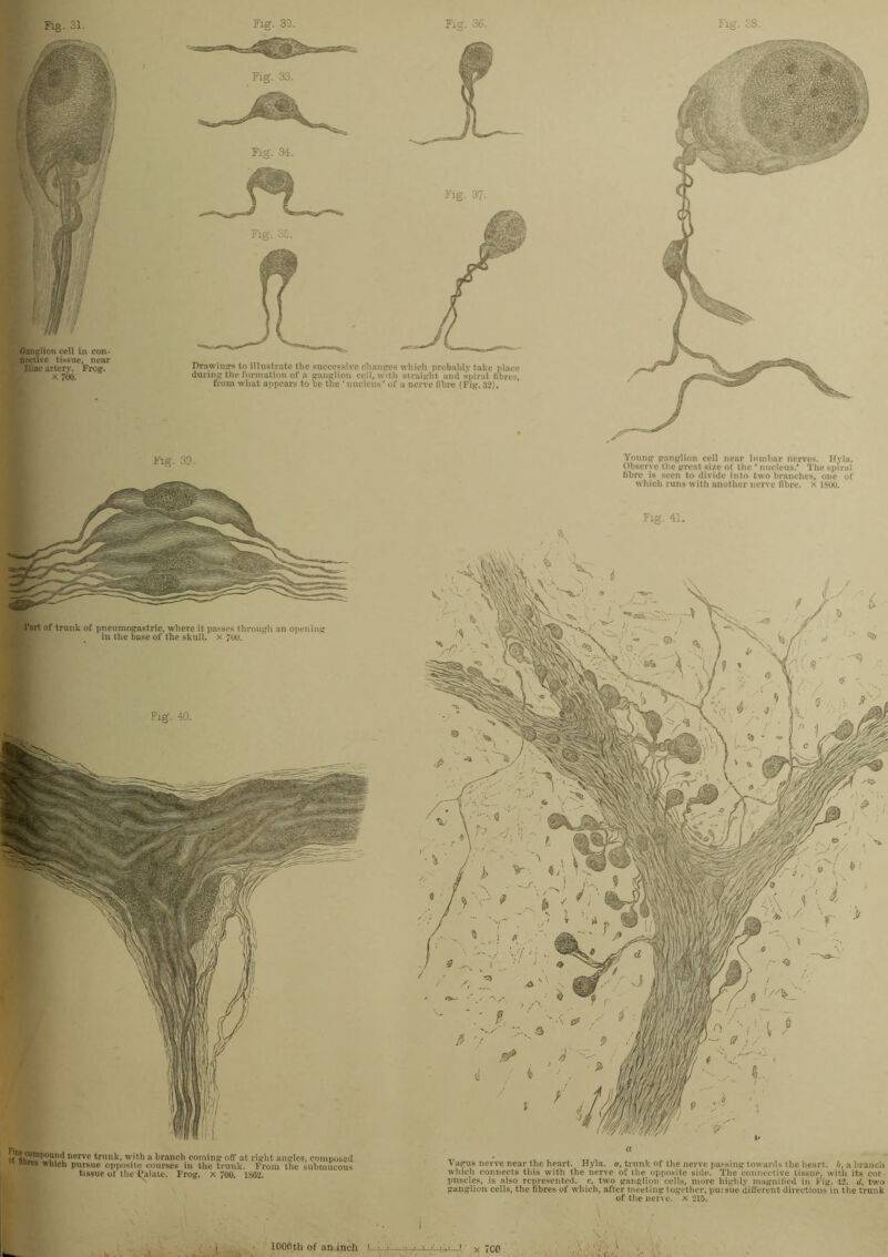 Fig. 34. l’art of trunk of pneumogastric, where it passes through an opening in the base of the skull, x 7uu. Fig. 40. w p nervc trunk. w,th a liranch coininsr off at rierlit angles, composed “res 111CU pursue opposite courses in the trunk. From the submucous tissue ot the Falale. Frog, x Too. 1SG2. Young ganglion cell near lumbar nerves. Hyla. Observe the great size of the * nucleus/ The spiral fibre is seen to divide into two branches, one of which runs with another nerve fibre, x 1S00. Vagus nerve near the heart. Hyla. a, trunk of the nerve passing towards the heart, b, a branch which connects this with the nerve of ihe opposite side. The connective tissue, with its cor puscles, is also represented, c, two ganglion cells, more highly magnified in Fig. 42. d, two ganglion cells, the fibres of which, after meeting together, puisue different directions in the trunk of the nerve, x 215. Fig. 41. lOOOtli of an inch x TCP > V;