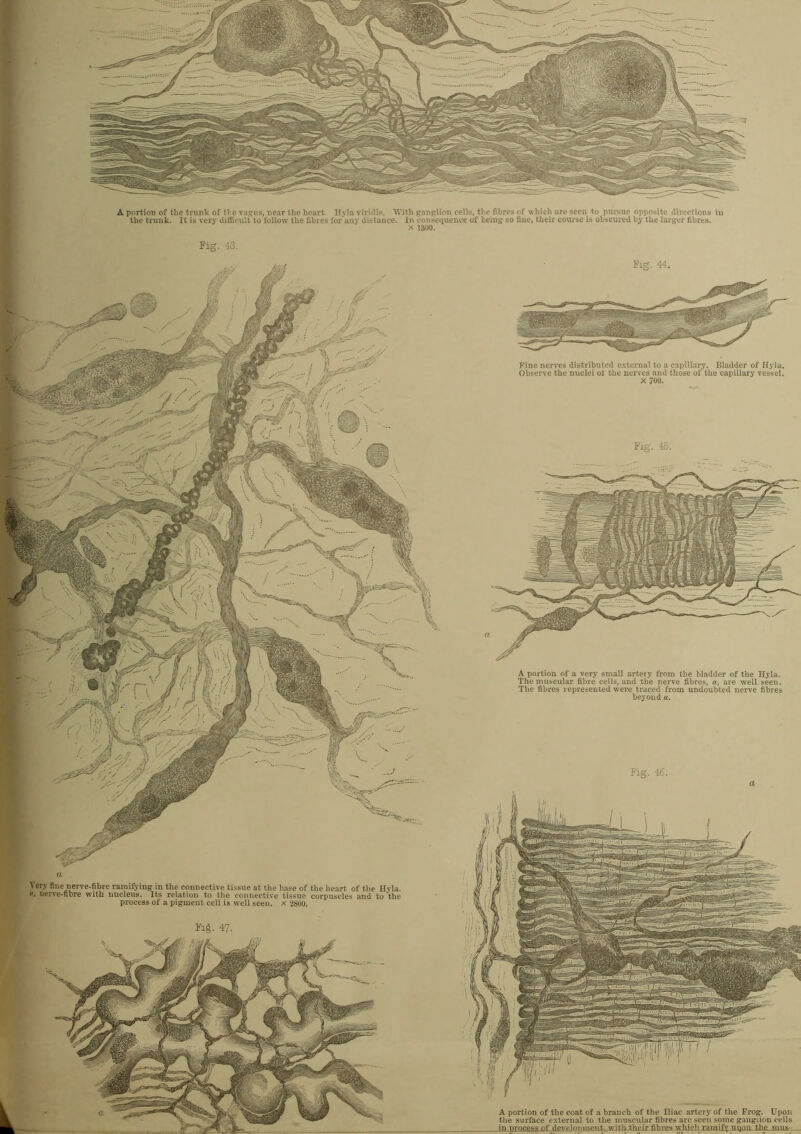 A portion of the coat of a branch of the Iliac artery of the Frog. Upon the surface external to the muscular fibres are seen some ganglion cells in process of development., witli their fihres j A portion of the trunk of the vagus, near the heart Hyla viridis. With ganglion cells, the fibres of which are seen to pursue opposite directions in the trunk. It is very difficult to follow the fibres for any distance. In consequence of being so fiue, their course is obscured by the larger fibres. X 1300. Fig. 43. Fig. 44. hf :: ' j I/ .- Fine nerves distributed external to a capillary. Bladder of Hyla. Observe the nuclei of the nerves and those of the capillary vessel, x 700. A portion of a very small artery from the bladder of the Hyla. The muscular fibre cells, and the nerve fibres, a, are well seen. The fibres represented were traced from undoubted nerve fibres beyond a. Very fine nerve-fibre ramifying in the connective tissue at the base of the heart of the Hyla. a, nerve-fibre with nucleus. Its relation to the connective tissue corpuscles and to the process of a pigment cell is well seen, x 2800. Fig. 47. Fig. 46.