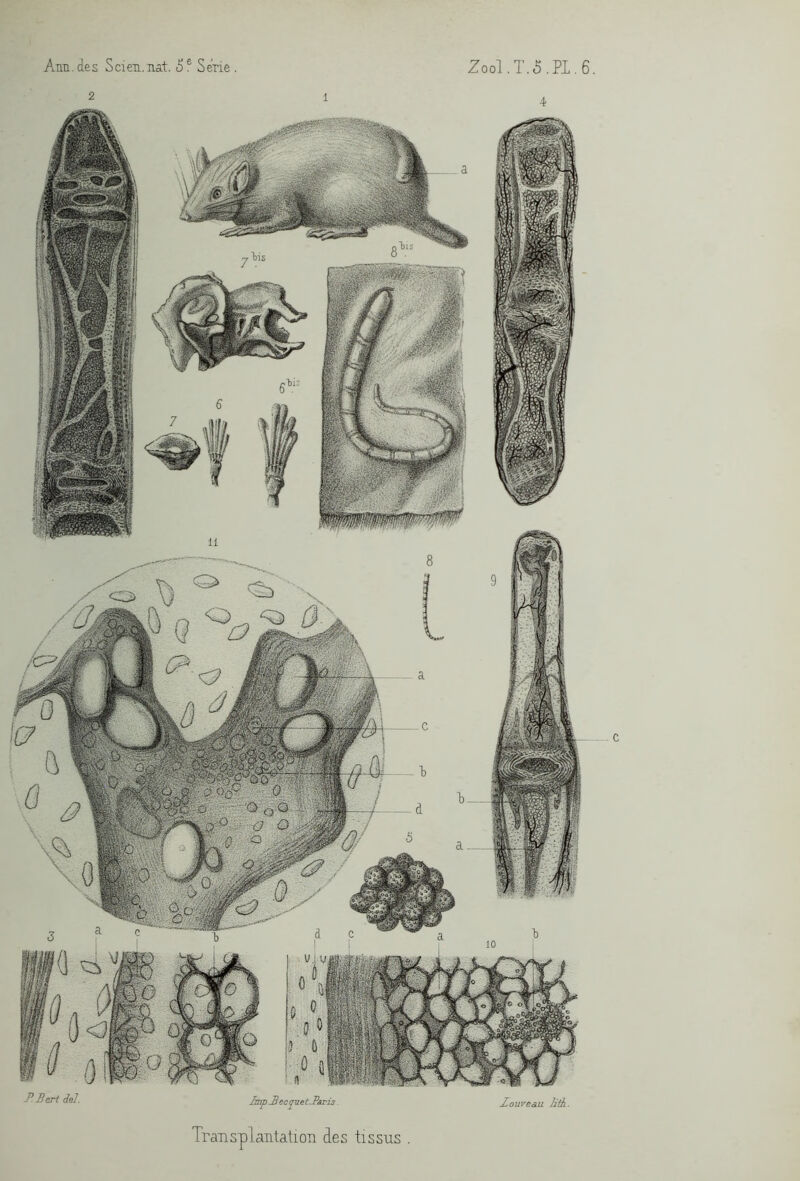 Zouvea.u ]ith Transplantation des tissus