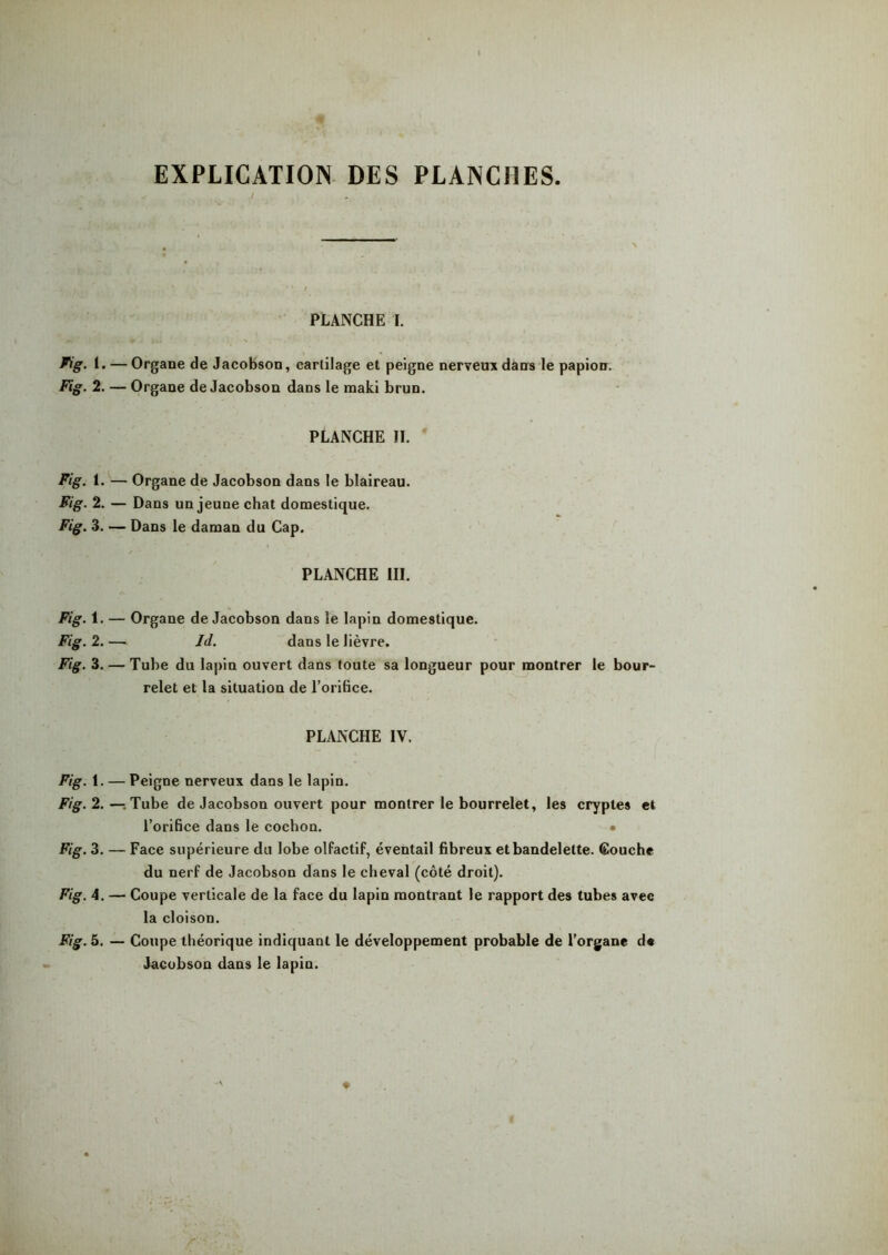 EXPLICATION DES PLANCHES. / PLANCHE I. Fig. i. — Organe de Jacobson, carlilage et peigne nerveux dans le papion. Fig. 2. — Organe de Jacobson dans le maki brun. PLANCHE II. Fig. 1. — Organe de Jacobson dans le blaireau. Fig. 2. — Dans un jeune chat domestique. Fig. 3. — Dans le daman du Cap. PLANCHE III. Organe de Jacobson dans le lapin domestique. Jd. dans le lièvre. Tube du lapin ouvert dans toute sa longueur pour montrer le bour- relet et la situation de l’orifice. PLANCHE IV. Fig. 1. — Peigne nerveux dans le lapin. Fig. 2. —. Tube de Jacobson ouvert pour montrer le bourrelet, les cryptes et l’orifice dans le cochon. • Fig. 3. — Face supérieure du lobe olfactif, éventail fibreux et bandelette. Couche du nerf de Jacobson dans le cheval (côté droit). Fig. A. — Coupe verticale de la face du lapin montrant le rapport des tubes avec la cloison. Fig. 5. — Coupe théorique indiquant le développement probable de l’organe de Jacobson dans le lapin. Fig. 1- Fig. 2. — Fig. 3. -