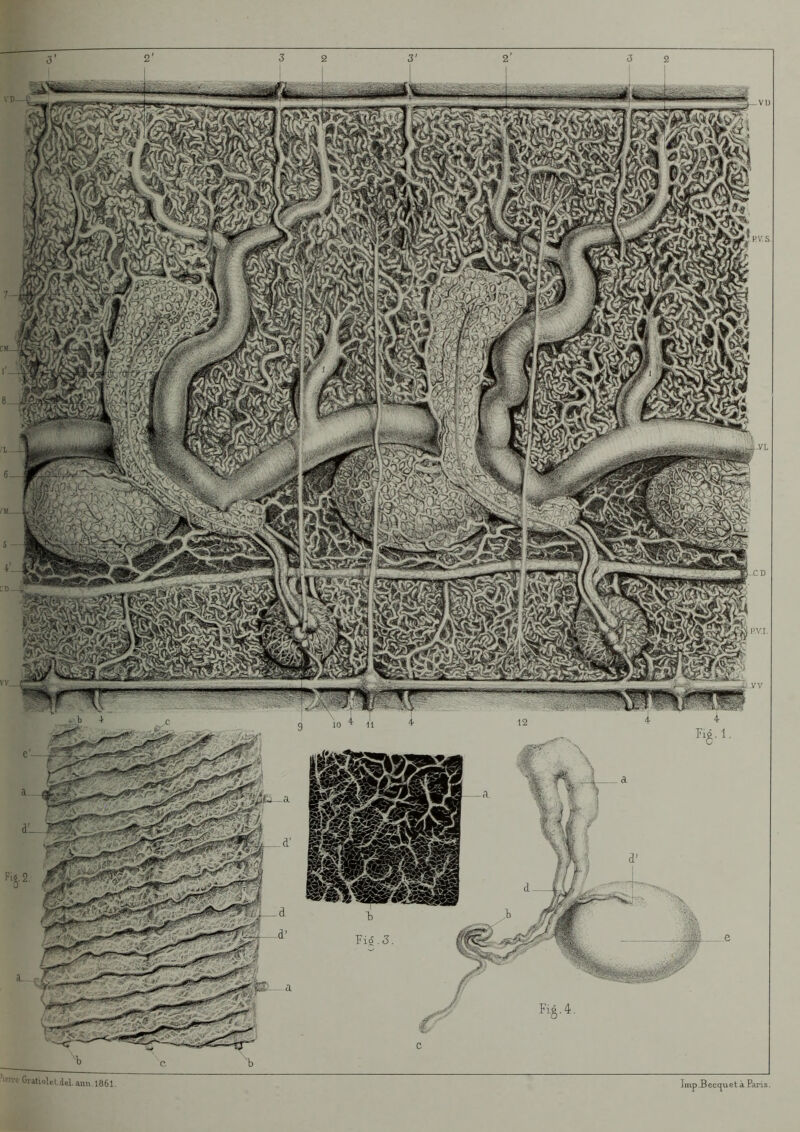 We Gratiolet.dd.Mm. 1861. Jmp .B eccju et à Paris.