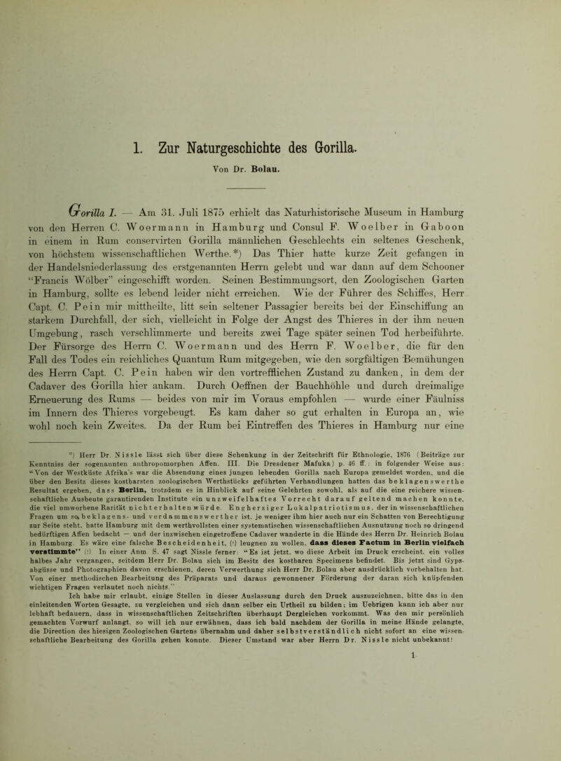 Von Dr. Bolau. Grorilla I. — Am 31. Juli 1875 erhielt das Naturhistorische Museum in Hamburg von den Herren C. Wo ermann in Hamburg und Consul F. Woelber in Gaboon in einem in Rum conservirten Gorilla männlichen Geschlechts ein seltenes Geschenk, von höchstem wissenschaftlichen Werthe. *) Das Thier hatte kurze Zeit gefangen in der Handelsniederlassung des erstgenannten Herrn gelebt und war dann auf dem Schooner “Francis Wölber” eingeschifft worden. Seinen Bestimmungsort, den Zoologischen Garten in Hamburg, sollte es lebend leider nicht erreichen. Wie der Führer des Schiffes, Herr Capt. C. Pein mir mittheilte, litt sein seltener Passagier bereits bei der Einschiffung an starkem Durchfall, der sich, vielleicht in Folge der Angst des Thieres in der ihm neuen Umgebung, rasch verschlimmerte und bereits zwei Tage später seinen Tod herbeiführte. Der Fürsorge des Herrn C. Woermann und des Herrn F. Woelber, die für den Fall des Todes ein reichliches Quantum Rum mitgegeben, wie den sorgfältigen Bemühungen des Herrn Capt. C. Pein haben wir den vortrefflichen Zustand zu danken, in dem der Cadaver des Gorilla hier ankam. Durch Oeffnen der Bauchhöhle und durch dreimalige Erneuerung des Rums — beides von mir im Voraus empfohlen — wurde einer Fäulniss im Innern des Thieres vorgebeugt. Es kam daher so gut erhalten in Europa an, wie wohl noch kein Zweites. Da der Rum bei Eintreffen des Thieres in Hamburg nur eine *) Herr Dr. Nissle lässt sich über diese Schenkung in der Zeitschrift für Ethnologie, 1876 (Beiträge zur Kenntniss der sogenannten anthropomorphen Affen. III. Die Dresdener Mafuka) p. 46 ff.: in folgender Weise aus: “Von der Westküste Afrika’s war die Absendung eines jungen lebenden Gorilla nach Europa gemeldet worden, und die über den Besitz dieses kostbarsten zoologischen Werthstücks geführten Verhandlungen hatten das beklagenswerthe Resultat ergeben, dass Berlin, trotzdem es in Hinblick auf seine Gelehrten sowohl, als auf die eine reichere wissen- schaftliche Ausbeute garantirenden Institute ein unzweifelhaftes Vorrecht darauf geltend machen konnte, die viel umworbene Rarität nichterhaltenwürde. Engherziger Lokalpatriotismus, der in wissenschaftlichen Fragen um so, beklagens- und verdam mensw er t her ist. je weniger ihm hier auch nur ein Schatten von Berechtigung zur Seite steht, batte Hamburg mit dem werthvollsten einer systematischen wissenschaftlichen Ausnutzung noch so dringend bedürftigen Affen bedacht — und der inzwischen eingetroffene Cadaver wunderte in die Hände des Herrn Dr. Heinrich Bolau in Hamburg. Es wäre eine falsche Bescheidenheit, (!) leugnen zu wollen, dass dieses Factum in Berlin vielfach verstimmte” (!) In einer Anm S. 47 sagt Nissle ferner: “Es ist jetzt, wo diese Arbeit im Druck erscheint, ein volles halbes Jahr vergangen, seitdem Herr Dr. Bolau sich im Besitz des kostbaren Specimens befindet. Bis jetzt sind Gyps- abgüsse und Photographien davon erschienen, deren Verwerthung sich Herr Dr. Bolau aber ausdrücklich Vorbehalten hat. Von einer methodischen Bearbeitung des Präparats und daraus gewonnener Förderung der daran sich knüpfenden wichtigen Fragen verlautet noch nichts.” Ich habe mir erlaubt, einige Stellen in dieser Auslassung durch den Druck auszuzeichnen, bitte das in den einleitenden Worten Gesagte, zu vergleichen und sich dann selber ein Urtheil zu bilden; im Uebrigen kann ich aber nur lebhaft bedauern, dass in wissenschaftlichen Zeitschriften überhaupt Dergleichen vorkommt. Was den mir persönlich gemachten Vorwurf anlangt, so will ich nur erwähnen, dass ich bald nachdem der Gorilla in meine Hände gelangte, die Direction des hiesigen Zoologischen Gartens Übernahmund daher selbstverständlich nicht sofort an eine wissen- schaftliche Bearbeitung des Gorilla gehen konnte. Dieser Umstand war aber Herrn Dr. Nissle nicht unbekannt! 1