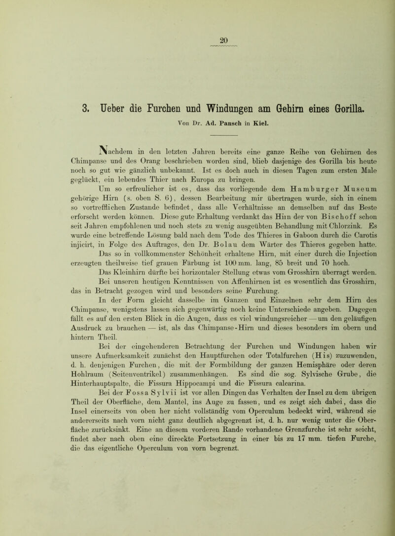 3. lieber die Furchen und Windungen am Gehirn eines Gorilla. Von Dr. Ad. Pansch in Kiel. x\ achdem in den letzten Jahren bereits eine ganze Reihe von Gehirnen des Chimpanse und des Orang beschrieben worden sind, blieb dasjenige des Gorilla bis heute noch so gut wie gänzlich unbekannt. Ist es doch auch in diesen Tagen zum ersten Male geglückt, ein lebendes Thier nach Europa zu bringen. Um so erfreulicher ist es, dass das vorliegende dem Hamburger Museum gehörige Hirn (s. oben S. 6), dessen Bearbeitung mir übertragen wurde, sich in einem so vortrefflichen Zustande befindet, dass alle Verhältnisse an demselben auf das Beste erforscht werden können. Diese gute Erhaltung verdankt das Hirn der von Bise ho ff schon seit J ahren empfohlenen und noch stets zu wenig ausgeübten Behandlung mit Chlorzink. Es wurde eine betreffende Lösung bald nach dem Tode des Thieres in Gaboon durch die Carotis injicirt, in Folge des Auftrages, den Dr. Bo lau dem Wärter des Thieres gegeben hatte. Das so in vollkommenster Schönheit erhaltene Hirn, mit einer durch die Injection erzeugten theilweise tief grauen Färbung ist 100 mm. lang, 85 breit und 70 hoch. Das Kleinhirn dürfte bei horizontaler Stellung etwas vom Grosshirn überragt werden. Bei unseren heutigen Kenntnissen von Affenhirnen ist es wesentlich das Grosshirn, das in Betracht gezogen wird und besonders seine Furchung. In der Form gleicht dasselbe im Ganzen und Einzelnen sehr dem Hirn des Chimpanse, wenigstens lassen sich gegenwärtig noch keine Unterschiede angeben. Dagegen fällt es auf den ersten Blick in die Augen, dass es viel windungsreicher—um den geläufigen Ausdruck zu brauchen — ist, als das Chimpanse-Hirn und dieses besonders im obern und hintern Theil. Bei der eingehenderen Betrachtung der Furchen und Windungen haben wir unsere Aufmerksamkeit zunächst den Hauptfurchen oder Totalfurchen (His) zuzuwenden, d. h. denjenigen Furchen, die mit der Formbildung der ganzen Hemisphäre oder deren Hohlraum (Seitenventrikel) Zusammenhängen. Es sind die sog. Sylvische Grube, die Hinterhauptspalte, die Fissura Hippocampi und die Fissura calcarina. Bei der Fossa Sylvii ist vor allen Dingen das Verhalten der Insel zu dem übrigen Theil der Oberfläche, dem Mantel, ins Auge zu fassen, und es zeigt sich dabei, dass die Insel einerseits von oben her nicht vollständig vom Operculum bedeckt wird, während sie andererseits nach vorn nicht ganz deutlich abgegrenzt ist, d. h. nur wenig unter die Ober- fläche zurücksinkt. Eine an diesem vorderen Rande vorhandene Grenzfurche ist sehr seicht, findet aber nach oben eine direckte Fortsetzung in einer bis zu 17 mm. tiefen Furche, die das eigentliche Operculum von vorn begrenzt.