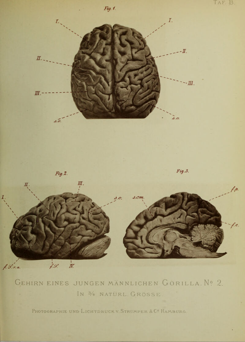 Taf. B. 4.0-. Fis*. J.o-, m.— '-m. Fig.Z. m. Fig.3. Photographie und Lichtdruck v.Strumper &C° Hamburg.