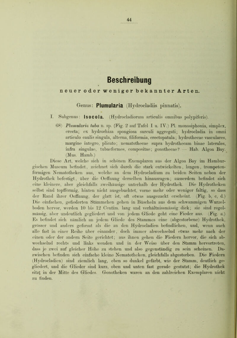 Beschreibung neuer oder weniger bekannter Arten. Genus: PIlMIUlaria (Hydrocladiis pinnatis). I. Subgenus: Isocola. (Hydrocladiorum articulis Omnibus polypiferis). 68) Plumularia tuba n. sp. (Fig. 2 auf Tafel I u. IV.) PI. monosiphouia, simplex, erecta; ex hydrorhiza spongiosa surculi aggregati; hydrocladia in omni articulo caulis singula, alterna, filiformia, erectopatula; hydrothecae vasculares, margine integro, plicato; nematothecae supra hydrothecam binae laterales, infra singulae, tubaeformes, compositae; gonotheeae? Hab. Algoa Bay. (Mus. Hamb.) Diese Art, welche sich in schönen Exemplaren aus der Algoa Bay im Hambur- gischen Museum befindet, zeichnet sich durch die stark entwickelten, langen, trompeten- förmigen Nematotheken aus, welche an dem Hydrocladium zu beiden Seiten neben der Hydrothek befestigt, über die Oeffnung derselben hinausragen; ausserdem befindet sich eine kleinere, aber gleichfalls zweihäusige unterhalb der Hydrothek. Die Hydrotheken selbst sind topfförmig, hinten nicht ausgebuchtet, vorne mehr oder weniger faltig, so dass der Rand ihrer Oeffnung, der glatt ist, oft etwas ausgezackt erscheint. (Fig. b, c, d.) Die einfachen, gefiederten Stämmchen gehen in Büscheln aus dem schwammigen Wurzel- boden hervor, werden 10 bis 12 Centim. lang und verhältnissmässig dick; sie sind regel- mässig, aber undeutlich gegliedert und von jedem Gliede geht eine Fieder aus. (Fig. a.) Es befindet sich nämlich an jedem Gliede des Stammes eine (abgestorbene) Hydrothek, grösser und anders geformt als die an den Hydrocladien befindlichen, und, wenn auch alle fast in einer Reihe über einander, doch immer abwechselnd etwas mehr nach der einen oder der andern Seite gerichtet; aus ihnen gehen die Fiedern hervor, die sich ab- wechselnd rechts und links wenden und in der Weise über den Stamm hervortreten, dass je zwei auf gleicher Höhe zu stehen und also gegenständig zu sein scheinen. Da- zwischen befinden sich einfache kleine Nematotheken, gleichfalls abgestorben. Die Fiedern (Hydrocladien) sind ziemlich lang, eben so dunkel gefärbt, wie der Stamm, deutlich ge- gliedert, und die Glieder sind kurz, oben und unten fast gerade gestutzt; die Hydrothek sitzt in der Mitte des Gliedes. Gonotheken waren an den zahlreichen Exemplaren nicht zu finden.