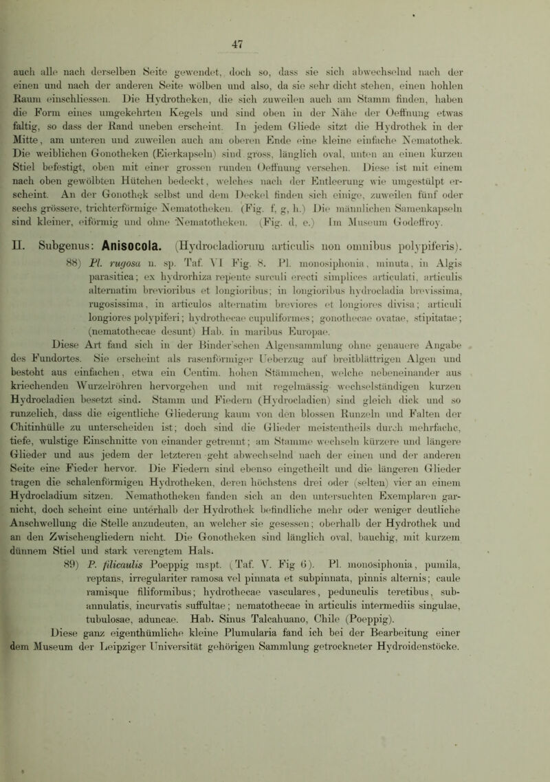 auch alle nach derselben Seite gewendet, doch so, dass sie sich abwechselnd nach der einen und nach der anderen Seite wölben und also, da sie sehr dicht stehen, einen hohlen Kaum einschliessen. Die Hydrotheken, die sich zuweilen auch am Stamm finden, haben die Form eines umgekehrten Kegels und sind oben in der Nahe der Oefihung etwas faltig, so dass der Rand uneben erscheint. In jedem Gliede sitzt die Hydrothek in der Mitte, am unteren und zuweilen auch am oberen Ende eine kleine einfache Nematothek. Die weiblichen Gonotheken (Eierkapseln) sind.gross, länglich oval, unten an einen kurzen Stiel befestigt, oben mit einer grossen runden Oeßnung versehen. Diese ist mit einem nach oben gewölbten Hütchen bedeckt, welches nach der Entleerung wie umgestülpt er- scheint. An der Gonothek selbst und dem Deckel finden sich einige, zuweilen fünf oder sechs grössere, trichterförmige Nematotlieken. (Fig. f, g, h.) Die männlichen Samenkapseln sind kleiner, eiförmig und ohne 'Nematotlieken. (Fig. d, e.) Im Museum Godeßroy. H. Subgenus: Anisocola. (Hydrocladioruru articulis non onmibus polypiferis). 88) P/. ruyosu n. sp. Taf. Al Fig. 8. Fl. monosiphonia, minuta, in Aigis parasitica; ex hydrorhiza repente surculi erecti simpliees articulati, articulis alternatim brevioribus et longioribus; in longioribus hydrocladia brevissima, rugosissima, in articulos alternatim breviores et longiores divisa; articuli longiores polypiferi; hydrothecae cupuliformes; gonothecae ovatae, stipitatae; (nematothecae desunt) Hab. in maribus Europae. Diese Art fand sich in der Binder’schen Algensammlung ohne genauere Angabe des Fundortes. Sie erscheint als rasenförmiger Ueberzug auf breitblättrigen Algen und besteht aus einfachen, etwa ein Centim. hohen Stämmchen, welche nebeneinander aus kriechenden Wurzelröhren hervorgehen und mit regelmässig wechselständigen kurzen Hydrocladien besetzt sind. Stamm und Fiedern (Hydrocladien) sind gleich dick und so runzelich, dass die eigentliche Gliederung kaum von den blossen Runzeln und Falten der Chitinhülle zu unterscheiden ist; doch sind die Glieder meistentheils durch mehrfache, tiefe, wulstige Einschnitte von einander getrennt; am Stamme wechseln kürzere und längere Glieder und aus jedem der letzteren geht abwechselnd nach der einen und der anderen Seite eine Fieder hervor. Die Fiedern sind ebenso eingetheilt und die längeren Glieder tragen die schalenförmigen Hydrotheken, deren höchstens drei oder (selten) vier an einem Hydrocladium sitzen. Nemathotheken fanden sich an den untersuchten Exemplaren gar- nicht, doch scheint eine unterhalb der Hydrothek befindliche mehr oder weniger deutliche Anschwellung die Stelle anzudeuten, an welcher sie gesessen; oberhalb der Hydrothek und an den Zwischengliedern nicht. Die Gonotheken sind länglich oval, bauchig, mit kurzem dünnem Stiel und stark verengtem Hals. 89) P. filicaulis Poeppig mspt. (Taf. V. Fig t>). PI. monosiphonia, pumila, reptans, irregulariter ramosa vel pinnata et subpinnata, pinnis alternis; caule ramisque filiformibus; hydrothecae vasculares, pedunculis teretibus, sub- annulatis, incurvatis sußultae; nematothecae in articulis intermediis singulae, tubulosae, aduncae. Hab. Sinus Talcahuano, Chile (Poeppig). Diese ganz eigentümliche kleine Plumularia fand ich bei der Bearbeitung einer dem Museum der Leipziger Universität gehörigen Sammlung getrockneter Hydroidenstöcke.
