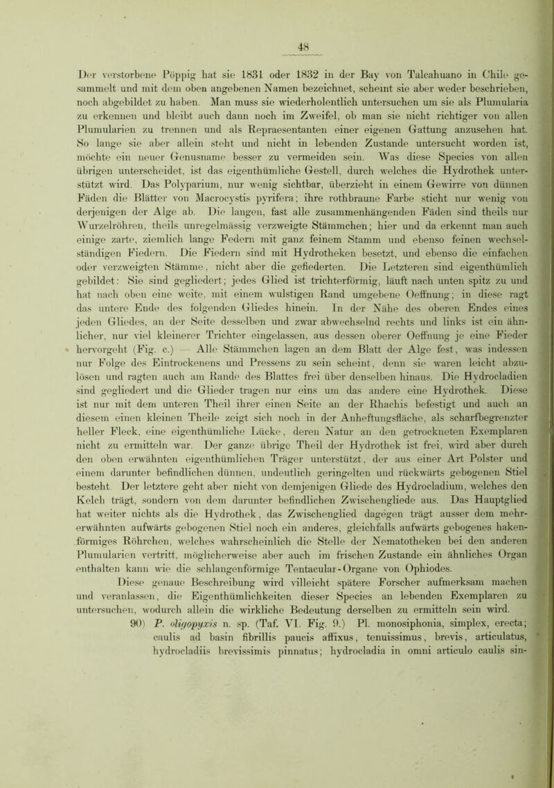 Der verstorbene Pöppig hat sie 1831 oder 1832 in der Bay von Talcahuano in Chile ge- sammelt und mit dem oben angebenen Namen bezeichnet, scheint sie aber weder beschrieben, noch ahgebildet zu haben. Man muss sie wiederholentlich untersuchen um sie als Plumularia zu erkennen und bleibt auch dann noch im Zweifel, ob man sie nicht richtiger von allen Plumularien zu trennen und als Repraesentanten einer eigenen Gattung anzusehen hat. So lange sie aber allein steht und nicht in lebenden Zustande untersucht worden ist, möchte ein neuer Genusname besser zu vermeiden sein. Was diese Species von allen übrigen unterscheidet, ist das eigentümliche Gestell, durch welches die Hydrothek unter- stützt wird. Das Polyparium, nur wenig sichtbar, überzieht in einem Ge wirre von dünnen Fäden die Blätter von Macrocystis pyrifera; ihre rothbraune Farbe sticht nur wenig von derjenigen der Alge ab. Die langen, fast alle zusammenhängenden Fäden sind theils nur Wurzelröhren, theils unregelmässig verzweigte Stämmchen; hier und da erkennt man auch einige zarte, ziemlich lange Federn mit ganz feinem Stamm und ebenso feinen wechsel- ständigen Fiedern. Die Fiedern sind mit Hydrotheken besetzt, und ebenso die einfachen oder verzweigten Stämme, nicht aber die gefiederten. Die Letzteren sind eigentümlich gebildet: Sie sind gegliedert; jedes Glied ist trichterförmig, läuft nach unten spitz zu und hat nach oben eine weite, mit einem wulstigen Rand umgebene Oeft’nung; in diese ragt das untere Ende des folgenden Gliedes hinein. In der Nähe des oberen Endes eines jeden Gliedes, an der Seite desselben und zwar abwechselnd rechts und links ist ein ähn- licher, nur viel kleinerer Trichter eingelassen, aus dessen oberer Oeffnung je eine Fieder hervorgeht (Fig. c.) — Alle Stämmchen lagen an dem Blatt der Alge fest, was indessen nur Folge des Eintrockenens und Pressens zu sein scheint, denn sie waren leicht abzu- lösen und ragten auch am Rande des Blattes frei über denselben hinaus. Die Hydrocladien sind gegliedert und die Glieder tragen nur eins um das andere eine Hydrothek. Diese ist nur mit dem unteren Theil ihrer einen Seite an der Rhachis befestigt und auch an diesem einen kleinen Theile zeigt sich noch in der Anheftungsfläche, als scharfbegrenzter heller Fleck, eine eigenthümliche Lücke, deren Natur an den getrockneten Exemplaren nicht zu ermitteln war. Der ganze1 übrige Theil der Hydrothek ist frei, wird aber durch den oben erwähnten eigenthümlichen Träger unterstützt, der aus einer Art Polster und einem darunter befindlichen dünnen, undeutlich geringelten und rückwärts gebogenen Stiel besteht Der letztere geht aber nicht von demjenigen Gliede des Hydrocladium, welches den Kelch trägt, sondern von dem darunter befindlichen Zwischengliede aus. Das Hauptglied hat weiter nichts als die Hydrothek, das Zwischenglied dagegen trägt ausser dem mehr- erwähnten aufwärts gebogenen Stiel noch ein anderes, gleichfalls aufwärts gebogenes haken- förmiges Röhrchen, welches wahrscheinlich die Stelle der Nematotheken bei den anderen Plumularien vertritt, möglicherweise aber auch im frischen Zustande ein ähnliches Organ enthalten kann wie die schlangenförmige Tentacular - Organe von Ophiodes. Diese genaue Beschreibung wird villeicht spätere Forscher aufmerksam machen und veranlassen, die Eigentümlichkeiten dieser Species an lebenden Exemplaren zu untersuchen, wodurch allein die wirkliche Bedeutung derselben zu ermitteln sein wird. 90) P. oligopyxis n. sp. (Taf. VI. Fig. 9.) PI. monosiphonia, simplex, erecta; caulis ad basin fibrillis paucis affixus, tenuissimus, brevis, articulatus, hydrocladiis brevissimis pinnatus; hydrocladia in omni articulo caulis sin-