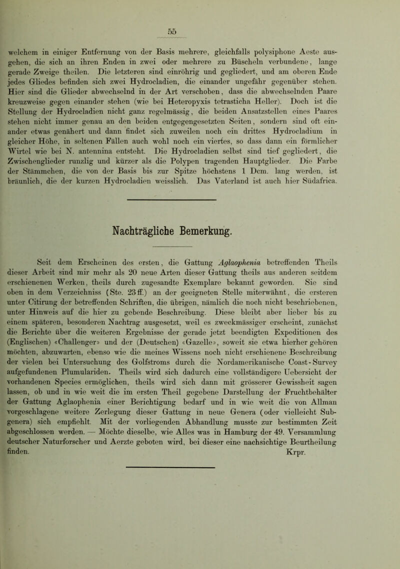 gehen, die sich an ihren Enden in zwei oder mehrere zu Büscheln verbundene, lange gerade Zweige theilen. Die letzteren sind einröhrig und gegliedert, und am oberen Ende jedes Gliedes befinden sich zwei Hydrocladien, die einander ungefähr gegenüber stehen. Hier sind die Glieder abwechselnd in der Art verschoben, dass die abwechselnden Paare kreuzweise gegen einander stehen (wie bei Heteropyxis tetrasticha Heller). Doch ist die Stellung der Hydrocladien nicht ganz regelmässig, die beiden Ansatzstellen eines Paares stehen nicht immer genau an den beiden entgegengesetzten Seiten, sondern sind oft ein- ander etwas genähert und dann findet sich zuweilen noch ein drittes Hydrocladium in gleicher Höhe, in seltenen Fällen auch wohl noch ein viertes, so dass dann ein förmlicher Wirtel wie bei N. antennina entsteht. Die Hydrocladien selbst sind tief gegliedert, die Zwischenglieder runzlig und kürzer als die Polypen tragenden Hauptglieder. Die Farbe der Stämmchen, die von der Basis bis zur Spitze höchstens 1 Dem. lang werden. ist bräunlich, die der kurzen Hydrocladien weisslich. Das Vaterland ist auch hier Südafrica. Nachträgliche Bemerkung. Seit dem Erscheinen des ersten, die Gattung Aglaophenia betreffenden Theils dieser Arbeit sind mir mehr als 20 neue Arten dieser Gattung theils aus anderen seitdem erschienenen Werken, theils durch zugesandte Exemplare bekannt geworden. Sie sind oben in dem Verzeichniss (Ste. 23ff.) an der geeigneten Stelle miterwähnt, die ersteren unter Citirung der betreffenden Schriften, die übrigen, nämlich die noch nicht beschriebenen, unter Hinweis auf die hier zu gebende Beschreibung. Diese bleibt aber lieber bis zu einem späteren, besonderen Nachtrag ausgesetzt, weil es zweckmässiger erscheint, zunächst die Berichte über die weiteren Ergebnisse der gerade jetzt beendigten Expeditionen des (Englischen) «Challenger» und der (Deutschen) «Gazelle», soweit sie etwa hierher gehören möchten, abzuwarten, ebenso wie die meines Wissens noch nicht erschienene Beschreibung der vielen bei Untersuchung des Golfstroms durch die Nordamerikanische Coast-Survey aufgefundenen Plumulariden. Theils wird sich dadurch eine vollständigere Uebersicht der vorhandenen Species ermöglichen, theils wird sich dann mit grösserer Gewissheit sagen lassen, ob und in wie weit die im ersten Theil gegebene Darstellung der Fruchtbehälter der Gattung Aglaophenia einer Berichtigung bedarf und in wie weit die von Allman vorgeschlagene weitere Zerlegung dieser Gattung in neue Genera (oder vielleicht Sub- genera) sich empfiehlt. Mit der vorliegenden Abhandlung musste zur bestimmten Zeit abgeschlossen werden. — Möchte dieselbe, wie Alles was in Hamburg der 49. Versammlung deutscher Naturforscher und Aerzte geboten wird, bei dieser eine nachsichtige Beurtheilung finden. Krpr.