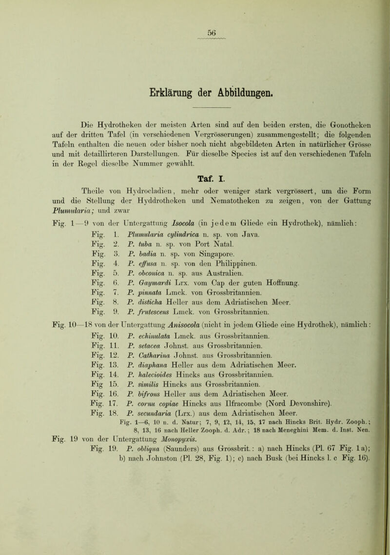 Erklärung der Abbildungen. Die Hydrotheken der meisten Arten sind auf den beiden ersten, die Gonotheken auf der dritten Tafel (in verschiedenen Vergrösserungen) zusammengestellt; die folgenden Tafeln enthalten die neuen oder bisher noch nicht abgehildeten Arten in natürlicher Grösse und mit detaillirteren Darstellungen. Für dieselbe Species ist auf den verschiedenen Tafeln in der Regel dieselbe Nummer gewählt. Taf. I. Theile von Hydrocladien, mehr oder weniger stark vergrössert, um die Form und die Stellung der Hyddrotheken und Nematotheken zu zeigen, von der Gattung Plumularia; und zwar Fig. 1 9 von der Untergattung Isocola (in jedem Gliede ein Hydrothek), nämlich: Fig. 1. Plumularia cylindrica n. sp. von Java. Fig. 2. P. tuba n. sp. von Port Natal. Fig. 3. P. badia n. sp. von Singapore. Fig. 4. P. ejfusa n. sp. von den Philippinen. Fig. 5. P. obconica n. sp. aus Australien. Fig. 6. P. Gaymardi Lrx. vom Cap der guten Hoffnung. Fig. 7. P. pinnata Lmck. von Grossbritannien. Fig. 8. P. disticlia Heller aus dem Adriatischen Meer. Fig. 9. P. frutescens Lmck. von Grossbritannien. Fig. 10—18 von der Untergattung Anisocola (nicht in jedem Gliede eine Hydrothek), nämlich : Fig. 10. P. echimlata Lmck. aus Grossbritannien. Fig. 11. P. setacea Jobnst. aus Grossbritannien. Fig. 12. P. Catharina Johnst. aus Grossbritannien. Fig. 13. P. diaphana Heller aus dem Adriatischen Meer. Fig. 14. P. halecioides Hincks aus Grossbritannien. Fig 15. P. similis Hincks aus Grossbritannien. Fig. 16. P. bifrons Heller aus dem Adriatischen Meer. Fig. 17. P. cornu copiae Hincks aus Ilfracombe (Nord Devonshire). Fig. 18. P. secundaria (Lrx.) aus dem Adriatischen Meer. Fig. 1—6, 10 n. d. Natur; 7, 9, 12, 14, 15, 17 nach Hincks Brit. Hydr. Zooph.; 8, 13, 16 nach Heller Zooph. d. Adr.; 18 nach Meneghini Mem. d. Inst. Nen. Fig. 19 von der Untergattung Monopyxis. Fig. 19. P. obliqua (Saunders) aus Grossbrit.: a) nach Hincks (PI. 67 Fig. 1 a);