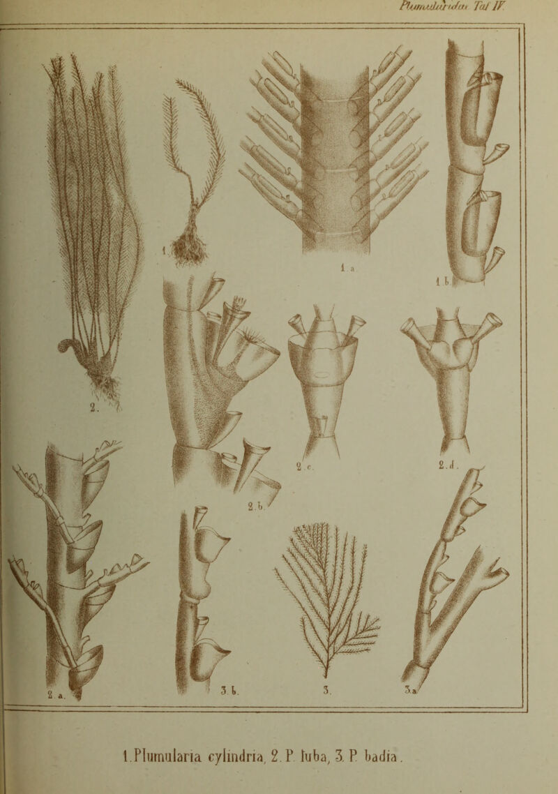 l.PIumularia c/Imdria, 2 F fuba, 3. P badia.