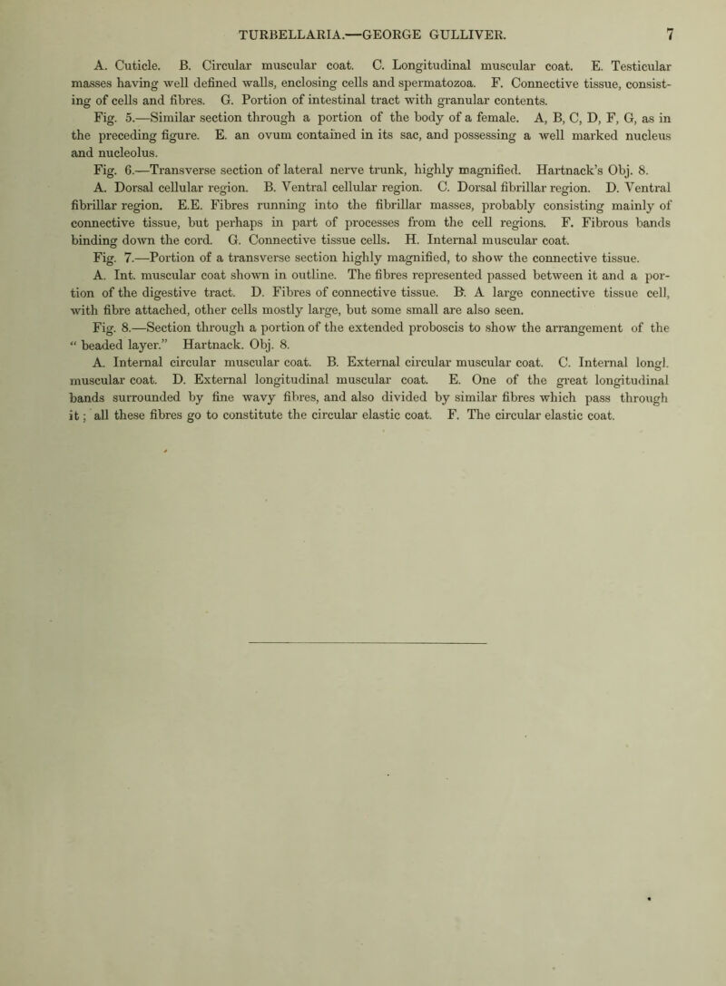 A. Cuticle. B. Circular muscular coat. C. Longitudinal muscular coat. E. Testicular masses having well defined walls, enclosing cells and spermatozoa. F. Connective tissue, consist- ing of cells and fibres. G. Portion of intestinal tract with granular contents. Fig. 5.—Similar section through a portion of the body of a female. A, B, C, D, F, G, as in the preceding figure. E. an ovum contained in its sac, and possessing a well marked nucleus and nucleolus. Fig. 6.—Transverse section of lateral nerve trunk, highly magnified. Hartnack’s Obj. 8. A. Dorsal cellular region. B. Ventral cellular region. C. Dorsal fibrillar region. D. Ventral fibrillar region. E.E. Fibres running into the fibrillar masses, probably consisting mainly of connective tissue, but perhaps in part of processes from the cell regions. F. Fibrous bands binding down the cord. G. Connective tissue cells. H. Internal muscular coat. Fig. 7.—Portion of a transverse section highly magnified, to show the connective tissue. A. Int. muscular coat shown in outline. The fibres represented passed between it and a por- tion of the digestive tract. D. Fibres of connective tissue. B. A large connective tissue cell, with fibre attached, other cells mostly large, but some small are also seen. Fig. 8.—Section through a portion of the extended proboscis to show the arrangement of the “ beaded layer.” Hartnack. Obj. 8. A. Internal circular muscular coat. B. External circular muscular coat. C. Internal long! muscular coat. D. External longitudinal muscular coat. E. One of the great longitudinal bands surrounded by fine wavy fibres, and also divided by similar fibres which pass through it; all these fibres go to constitute the circular elastic coat. F. The circular elastic coat.