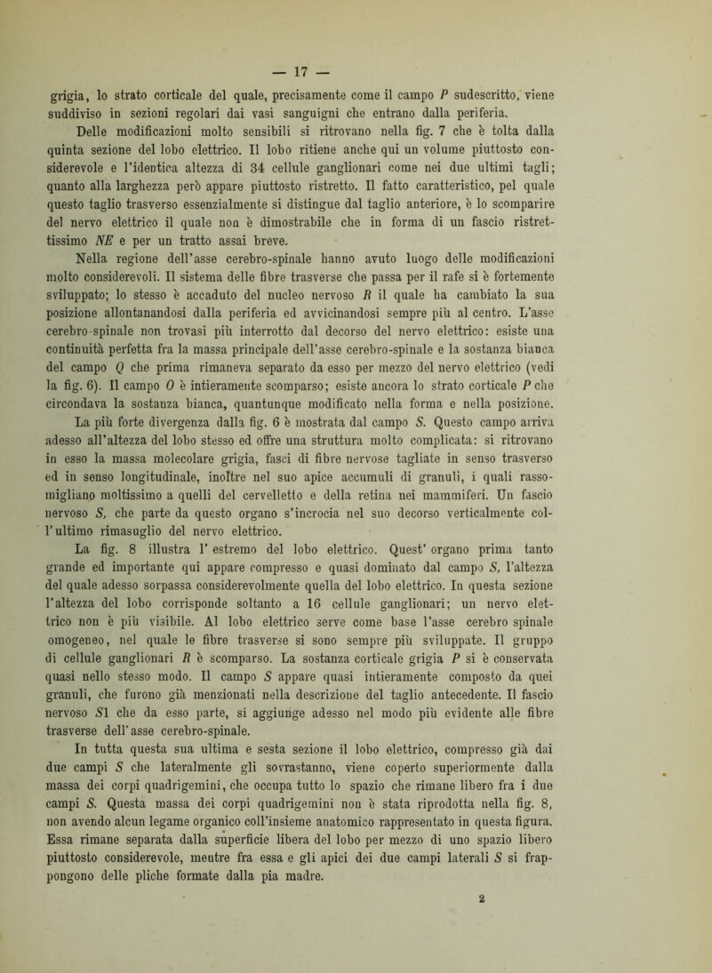 grigia, lo strato corticale del quale, precisamente come il campo P sudescritto, viene suddiviso in sezioni regolari dai vasi sanguigni che entrano dalla periferia. Delle modificazioni molto sensibili si ritrovano nella fig. 7 che è tolta dalla quinta sezione del lobo elettrico. Il lobo ritiene anche qui un volume piuttosto con- siderevole e ridentica altezza di 34 cellule ganglionari come nei due ultimi tagli; quanto alla larghezza però appare piuttosto ristretto. Il fatto caratteristico, pel quale questo taglio trasverso essenzialmente si distingue dal taglio anteriore, è lo scomparire del nervo elettrico il quale non è dimostrabile che in forma di un fascio ristret- tissimo NE e per un tratto assai breve. Nella regione dell’asse cerebro-spinale hanno avuto luogo delle modificazioni molto considerevoli. Il sistema delle fibre trasverse che passa per il rafe si è fortemente sviluppato; lo stesso è accaduto del nucleo nervoso R il quale ha cambiato la sua posizione allontanandosi dalla periferia ed avvicinandosi sempre più al centro. L’asso cerebro spinale non trovasi più interrotto dal decorso del nervo elettrico: esiste una continuità perfetta fra la massa principale dell’asse cerebro-spinale e la sostanza bianca del campo Q che prima rimaneva separato da esso per mezzo del nervo elettrico (vedi la fig. 6). Il campo 0 è intieramente scomparso; esiste ancora lo strato corticale Pche circondava la sostanza bianca, quantunque modificato nella forma e nella posizione. La più forte divergenza dalla fig. 6 è mostrata dal campo 5. Questo campo arriva adesso all’altezza del lobo stesso ed offre una struttura molto complicata: si ritrovano in esso la massa molecolare grigia, fasci di fibre nervose tagliate in senso trasverso ed in senso longitudinale, inoltre nel suo apice accumuli di granuli, i quali rasso- migliano moltissimo a quelli del cervelletto e della retina nei mammiferi. Un fascio nervoso S, che parte da questo organo s’incrocia nel suo decorso verticalmente col- l’ultimo rimasuglio del nervo elettrico. La fig. 8 illustra 1’ estremo del lobo elettrico. Quest’ organo prima tanto grande ed importante qui appare compresso e quasi dominato dal campo S, l’altezza del quale adesso sorpassa considerevolmente quella del lobo elettrico. In questa sezione l’altezza del lobo corrisponde soltanto a 16 cellule ganglionari; un nervo elet- trico non è più visibile. Al lobo elettrico serve come base l’asse cerebro spinale omogeneo, nel quale le fibre tvasverse si sono sempre più sviluppate. Il gruppo di cellule ganglionari R è scomparso. La sostanza corticale grigia P si è conservata quasi nello stesso modo. Il campo S appare quasi intieramente composto da quei granuli, che furono già menzionati nella descrizione del taglio antecedente. Il fascio nervoso Al che da esso parte, si aggiunge adesso nel modo più evidente alle fibre trasverse dell’asse cerebro-spinale. In tutta questa sua ultima e sesta sezione il lobo elettrico, compresso già dai due campi S che lateralmente gli sovrastanno, viene coperto superiormente dalla massa dei corpi quadrigemini, che occupa tutto lo spazio che rimane libero fra i due campi S. Questa massa dei corpi quadrigemini non è stata riprodotta nella fig. 8, non avendo alcun legame organico coll’insieme anatomico rappresentato in questa figura. « Essa rimane separata dalla superficie libera del lobo per mezzo di uno spazio libero piuttosto considerevole, mentre fra essa e gli apici dei due campi laterali S si frap- pongono delle pliche formate dalla pia madre. 2