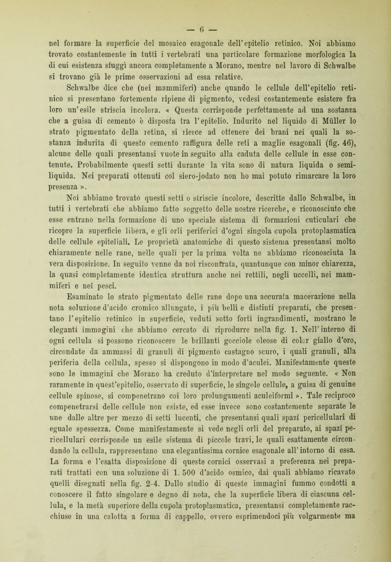 nel formare la superficie del mosaico esagonale dell’epitelio retinico. Noi abbiamo trovato costantemente in tutti i vertebrati una particolare formazione morfologica la di cui esistenza sfuggì ancora completamente a Morano, mentre nel lavoro di Schwalbe si trovano già le prime osservazioni ad essa relative. Schwalbe dice che (nei mammiferi) anche quando le cellule dell’epitelio reti- nico si presentano fortemente ripiene di pigmento, vedesi costantemente esistere fra loro un’esile striscia incolora. « Questa corrisponde perfettamente ad una sostanza che a guisa di cemento è disposta tra l’epitelio. Indurito nel liquido di Miiller lo strato pigmentato della retina, si riesce ad ottenere dei brani nei quali la so- stanza indurita di questo cemento raffigura delle reti a maglie esagonali (fig. 46), alcune delle quali presentansi vuote in seguito alla caduta delle cellule in esse con- tenute. Probabilmente questi setti durante la vita sono di natura liquida o semi- liquida. Nei preparati ottenuti col siero-jodato non ho mai potuto rimarcare la loro presenza ». Noi abbiamo trovato questi setti o striscie incolore, descritte dallo Schwalbe, in tutti i vertebrati che abbiamo fatto soggetto delle nostre ricerche, e riconosciuto che esse entrano nella formazione di uno speciale sistema di formazioni cuticulari che ricopre la superficie libera, e gli orli periferici d’ogni singola cupola protoplasmatica delle cellule epiteliali. Le proprietà anatomiche di questo sistema presentansi molto chiaramente nelle rane, nelle quali per la prima volta ne abbiamo riconosciirta la vera disposizione. In seguito venne da noi riscontrata, quantunque con minor chiarezza, la quasi completamente identica struttura anche nei rettili, negli uccelli, nei mam- miferi e nei pesci. Esaminato lo strato pigmentato delle rane dopo una accurata macerazione nella nota soluzione d’acido cromico allungato, i più belli e distinti preparati, che presen- tano l’epitelio retinico in superficie, veduti sotto forti ingrandimenti, mostrano le eleganti immagini che abbiamo cercato di riprodurre nella fig. 1. Nell’interno di ogni cellula si possono riconoscere le brillanti gocciole oleose di color giallo d’oro, circondate da ammassi di granuli di pigmento castagno scuro, i quali granuli, alla periferia della cellula, spesso si dispongono in modo d’aculei. Manifestamente queste sono le immagini che Morano ha creduto d’interpretare nel modo seguente. « Non raramente in quest’epitelio, osservato di superficie, le singole cellule, a guisa di genuine cellule spinose, si compenetrano coi loro prolungamenti aculeiformi ». Tale reciproco compenetrarsi delle cellule non esiste, ed esse invece sono costantemente separate le une dalle altre per mezzo di setti lucenti, che presentansi quali spazi pericellulari di eguale spessezza. Come manifestamente si vede negli orli del preparato, ai spazi pe- ricellulari corrisponde un esile sistema di piccole travi, le quali esattamente circon- dando la cellula, rappresentano una elegantissima cornice esagonale all’intorno di essa. La forma e l’esatta disposizione di queste cornici osservasi a preferenza nei prepa- rati trattati con una soluzione di 1. 500 d’acido osmico, dai quali abbiamo ricavato quelli disegnati nella fig. 2-4. Dallo studio di queste immagini fummo condotti a conoscere il fatto singolare e degno di nota, che la superficie libera di ciascuna cel- lula, e la metà superiore della cupola protoplasmatica, presentansi completamente rac- chiuse in una calotta a forma di cappello, ovvero esprimendoci più volgarmente ma