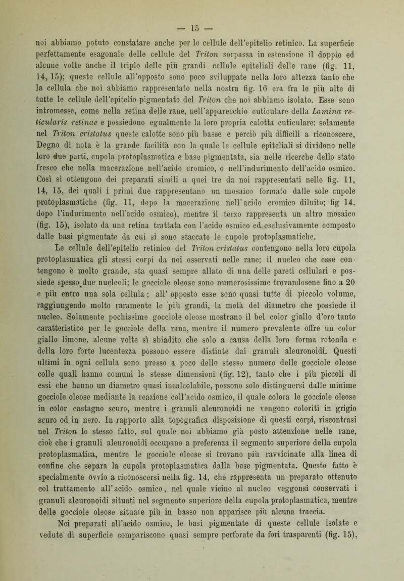 15 — noi abbiamo potuto constatare anche per le cellule dell’epitelio retinico. La superficie perfettamente esagonale delle cellule del Triton sorpassa in estensione il doppio ed alcune volte anche il triplo delle più grandi cellule epiteliali delle rane (fig. 11, 14, 15); queste cellule all’opposto sono poco sviluppate nella loro altezza tanto che la cellula che noi abbiamo rappresentato nella nostra fig. 16 era fra le più alte di tutte le cellule dell’epitelio pigmentato del Triton che noi abbiamo isolato. Esse sono intromesse, come nella retina delle rane, neH'apparecchio cuticulare della Lamina re- ticularis retinae e possiedono egualmente la loro propria calotta cuticulare: solamente nel Triton cristatus queste calotte sono più basse e perciò più difficili a riconoscere, Degno di nota è la grande facilità con la quale le cellule epiteliali si dividono nelle loro due parti, cupola protoplasmatica e base pigmentata, sia nelle ricerche dello stato fresco che nella macerazione nell’acido cromico, o nell’indurimento dell’acido osmico. Così si ottengono dei preparati simili a quei tre da noi rappresentati nelle fig. 11, 14, 15, dei quali i primi due rappresentano un mosaico formato dalle sole cupole protoplasmatiche (fig. 11, dopo la macerazione nell’acido cromico diluito; fig 14, dopo l’indurimento nell’acido osmico), mentre il terzo rappresenta un altro mosaico (fig. 15), isolato da una retina trattata con l’acido osmico ed esclusivamente composto dalle basi pigmentate da cui si sono staccate le cupole protoplasmatiche. Le cellule dell’epitelio retinico del Triton cristatus contengono nella loro cupola protoplasmatica gli stessi corpi da noi osservati nelle rane; il nucleo che esse con- tengono è molto grande, sta quasi sempre allato di una delle pareti cellulari e pos- siede spesso_due nucleoli; le gocciole oleose sono numerosissime trovandosene fino a 20 e più entro una sola cellula ; all’ opposto esse sono quasi tutte di piccolo volume, raggiungendo molto raramente le più grandi, la metà del diametro che possiede il nucleo. Solamente pochissime gocciole oleose mostrano il bel color giallo d’oro tanto caratteristico per le gocciole della rana, mentre il numero prevalente offre un color giallo limone, alcune volte sì sbiadito che solo a causa della loro forma rotonda e della loro forte lucentezza possono essere distinte dai granuli aleuronoidi. Questi ultimi in ogni cellula sono presso a poco dello stesso numero delle gocciole oleose colle quali hanno comuni le stesse dimensioni (fig. 12), tanto che i più piccoli di essi che hanno un diametro quasi incalcolabile, possono solo distinguersi dalle minime gocciole oleose mediante la reazione coll’acido osmico, il quale colora le gocciole oleose in color castagno scuro, mentre i granuli aleuronoidi ne vengono coloriti in grigio scuro od in nero. In rapporto alla topografica disposizione di questi corpi, riscontrasi nel Triton lo stesso fatto, sul quale noi abbiamo già posto attenzione nelle rane, cioè che i granuli aleuronoidi occupano a preferenza il segmento superiore della cupola protoplasmatica, mentre le gocciole oleose si trovano più ravvicinate alla linea di confine che separa la cupola protoplasmatica dalla base pigmentata. Questo fatto è specialmente ovvio a riconoscersi nella fig. 14, che rappresenta un preparato ottenuto col trattamento all’acido osmico, nel quale vicino al nucleo veggonsi conservati i granuli aleuronoidi situati nel segmento superiore della cupola protoplasmatica, mentre delle gocciole oleose situale più in basso non apparisce più alcuna traccia. Nei preparati all’acido osmico, le basi pigmentate di queste cellule isolate e