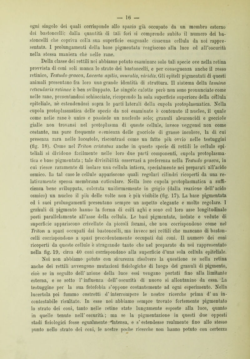 ogni singolo dei quali corrisponde allo spazio già occupato da un membro esterno dei bastoncelli: dalla quantità di tali fori si comprende subito il numero dei ba- stoncelli che copriva colla sua superficie esagonale ciascuna cellula da noi rappre- sentata. I prolungamenti della base pigmentata reagiscono alla luce ed all’oscurità nella stessa maniera che nelle rane. Della classe dei rettili noi abbiamo potuto esaminare solo tali specie ove nella retina provvista di coni soli manca lo strato dei bastoncelli, e per conseguenza anche il rosso retinico, Testudo graeca, Lacerta agilis, muralis, viridis. Gli epiteli pigmentati di questi animali presentano fra loro una grande identità di struttura. Il sistema della lamina rehcularis relinae è ben sviluppato. Le singole calotte però non sono pronunciate come nelle rane, presentandosi schiacciate, ricoprendo la sola superficie superiore della cellula epiteliale, nè estendendosi sopra le parti laterali della cupola protoplasmatica. Nella cupola protoplasmatica delle specie da noi esaminate è contenuto il nucleo, il quale come nelle rane è unico e possiede un nucleolo solo; granuli aleuronoidi e gocciole gialle non trovansi nel protoplasma di queste cellule, invece veggonsi non come costante, ma pure frequente evenienza delle gocciole di grasso incolore, la di cui presenza rara nelle lucertole, riscontrasi come un fatto più ovvio nelle testuggini (fìg. 18). Come nel Triton cristatus anche in queste specie di rettili le cellule epi- teliali si dividono facilmente nelle loro due parti componenti, cupola protoplasma- tica e base pigmentata ; tale divisibilità osservasi a preferenza nella Testudo graeca, in cui riesce raramente di isolare una cellula intiera, specialmente nei preparati all’acido osmico. In tal caso le cellule appariscono quali regolari cilindri ricoperti da una re- lativamente spessa membrana cuticolare. Nella loro cupola protoplasmatica a suffi- cienza bene sviluppata, colorata uniformemente in grigio (dalla reazione dell’acido osmico) un nucleo il più delle volte non è più visibile (fig. 17). La base pigmentata ed i suoi prolungamenti presentano sempre un aspetto elegante e molto regolare. I granuli di pigmento hanno la forma di esili aghi e sono col loro asse longitudinale posti parallelamente all’asse della cellula. Le basi pigmentate, isolate e vedute di superficie appariscono crivellate da piccoli forami, che non corrispondono come nel Triton a spazi occupati dai bastoncelli, ma invece nei rettili che mancano di baston- celli corrispondono a spazi precedentemente occupati dai coni. Il numero dei coni ricoperti da queste cellule è stragrande tanto che nel preparato da noi rappresentato nella fig. 19, circa 40 coni corrispondono alla superficie d’una sola cellula epiteliale. Noi non abbiamo potuto con sicurezza risolvere la questione se nella retina anche dei rettili avvengono mutazioni fisiologiche di luogo dei granuli di pigmento, cioè se in seguito dell’ azione della luce essi vengano portati fino alla limitante esterna, e se sotto l’influenza dell’ oscurità di nuovo si allontanino da essa. La testuggine per la sua fotofobia s’oppone costantemente ad ogni esperimento. Nella lucertola poi fummo costretti d’interrompere le nostre ricerche prima d’ un in- contestabile risultato. In esse noi abbiamo sempre trovato fortemente pigmentato lo strato dei coni, tanto nelle retine state lungamente esposte alla luce, quanto in quelle tenute nell’oscurità; ma se la pigmentazione in questi due opposti stadi fisiologici fosse egualmente intensa, e s’ estendesse realmente fino allo stesso punto nello strato dei coni, le nostre poche ricerche non hanno potuto con certezza