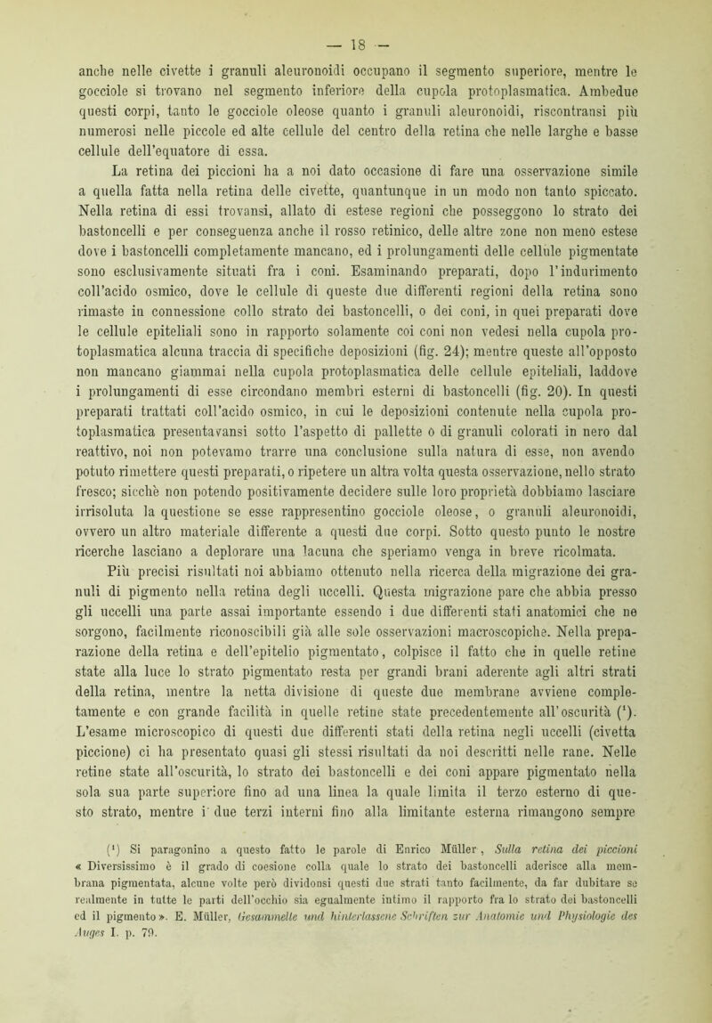 anche nelle civette i granuli aleuronoidi occupano il segmento superiore, mentre le gocciole si trovano nel segmento inferiore della cupola protoplasmatica. Ambedue questi corpi, tanto le gocciole oleose quanto i granuli aleuronoidi, riscontratisi più numerosi nelle piccole ed alte cellule del centro della retina che nelle larghe e basse cellule dell’equatore di essa. La retina dei piccioni ha a noi dato occasione di fare una osservazione simile a quella fatta nella retina delle civette, quantunque in un modo non tanto spiccato. Nella retina di essi trovansi, allato di estese regioni che posseggono lo strato dei bastoncelli e per conseguenza anche il rosso retinico, delle altre zone non meno estese dove i bastoncelli completamente mancano, ed i prolungamenti delle cellule pigmentate sono esclusivamente situati fra i coni. Esaminando preparati, dopo l’indurimento coll’acido osmico, dove le cellule di queste due differenti regioni della retina sono rimaste in connessione collo strato dei bastoncelli, o dei coni, in quei preparati dove le cellule epiteliali sono in rapporto solamente coi coni non vedesi nella cupola pro- toplasmatica alcuna traccia di specifiche deposizioni (fig. 24); mentre queste all’opposto non mancano giammai nella cupola protoplasmatica delle cellule epiteliali, laddove i prolungamenti di esse circondano membri esterni di bastoncelli (fig. 20). In questi preparati trattati coll’acido osmico, in cui le deposizioni contenute nella cupola pro- toplasmatica presentavansi sotto l’aspetto di pallette 0 di granuli colorati in nero dal reattivo, noi non potevamo trarre una conclusione sulla natura di esse, non avendo potuto rimettere questi preparati, o ripetere un altra volta questa osservazione, nello strato fresco; sicché non potendo positivamente decidere sulle loro proprietà dobbiamo lasciare irrisoluta la questione se esse rappresentino gocciole oleose, o granuli aleuronoidi, ovvero un altro materiale differente a questi due corpi. Sotto questo punto le nostre ricerche lasciano a deplorare una lacuna che speriamo venga in breve ricolmata. Più precisi risultati noi abbiamo ottenuto nella ricerca della migrazione dei gra- nuli di pigmento nella retina degli uccelli. Questa migrazione pare che abbia presso gli uccelli una parte assai importante essendo i due differenti stati anatomici che ne sorgono, facilmente riconoscibili già alle sole osservazioni macroscopiche. Nella prepa- razione della retina e dell’epitelio pigmentato, colpisce il fatto che in quelle retine state alla luce lo strato pigmentato resta per grandi brani aderente agli altri strati della retina, mentre la netta divisione di queste due membrane avviene comple- tamente e con grande facilità in quelle retine state precedentemente all’oscurità (l). L’esame microscopico di questi due differenti stati della retina negli uccelli (civetta piccione) ci ha presentato quasi gli stessi risultati da noi descritti nelle rane. Nelle retine state all’oscurità, lo strato dei bastoncelli e dei coni appare pigmentato nella sola sua parte superiore fino ad una linea la quale limita il terzo esterno di que- sto strato, mentre i due terzi interni fino alla limitante esterna rimangono sempre (*) (*) Si paragonino a questo fatto le parole di Enrico Muller, Sulla retina dei piccioni « Diversissimo è il grado di coesione colla quale lo strato dei bastoncelli aderisce alla mem- brana pigmentata, alcune volte però dividonsi questi due strati tanto facilmente, da far dubitare se realmente in tutte lo parti dell'occhio sia egualmente intimo il rapporto fra lo strato dei bastoncelli ed il pigmento». E. Muller, Gesammelle und hinterlassene Scbriften sur Anatomie und Physiologic dcs Auges I. p. 79.