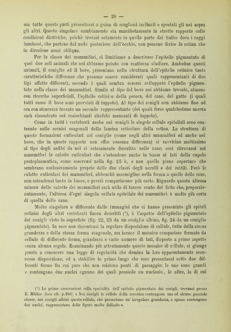 ma tutte queste parti presentansi a guisa di scaglioni inclinati e spostati gli uni sopra gli altri. Questo singolare cambiamento sta manifestamente in stretto rapporto colle condizioni diottriche, poiché trovasi solamente in quella parte del bulbo dove i raggi luminosi, che partono dal nodo posteriore dell’occhio, non possono ferire la retina che in direzione assai obliqua. Per la classe dei mammiferi, ci limitiamo a descrivere l’epitelio pigmentato di quei due soli animaliche noi abbiamo potuto con esattezza studiare. Ambedue questi animali, il coniglio ed il bove, presentano nella struttura dell’epitelio retinico tanto caratteristiche differenze che possono essere considerati quali rappresentanti di due tipi affatto differenti, secondo i quali sembra essersi sviluppato l’epitelio pigmen- tato nella classe dei mammiferi. Simile al tipo del bove noi abbiamo trovato, almeno con ricerche superficiali, l’epitelio retinico della pecora, del cane, del gatto (i quali tutti come il bove sono provvisti di tappeto). Al tipo dei conigli non abbiamo fino ad ora con sicurezza trovato un secondo rappresentante (dei quali forse qualcheduno ancora sarà riscontrato nei rosicchiaci eliofobi mancanti di tappeto). Come in tutti i vertebrati anche nei conigli le singole cellule epiteliali sono con- tenute nelle cornici esagonali della lamina reticolare della retina. La struttura di queste formazioni cuticolari nel coniglio (come negli altri mammiferi ed anche nel bove, che in questo rapporto non offre nessuna differenza) si ravvicina moltissimo al tipo degli anfibi da noi sì estesamente descritto nelle rane; così ritrovansi nei mammiferi le calotte cuticulari che s’estendono anche in basso ai lati della cupola protoplasmatica, come osservasi nella fig. 25 b, e non quelle piane coperture che sembrano esclusivamente proprie delle due classi degli uccelli e dei rettili. Però le calotte cuticulari dei mammiferi, abbenchè assomiglino nella forma a quelle delle rane, non estendonsi tanto in basso, e perciò compariscono più corte. Riguardo questa altezza minore delle calotte dei mammiferi sarà utile di tenere conto del fatto che, proporzio- natamente, l’altezza d’ogni singola cellula epiteliale dei mammiferi è molto più corta di quella delle rane. Molto singolare e differente dalle immagini che ci hanno presentato gli epiteli retinici degli altri vertebrati finora descritti ('), è l’aspetto dell’epitelio pigmentato dei conigli visto in superficie (fig. 22, 23 da un coniglio albino, fig. 24 da un coniglio pigmentato). In esso non riscontrasi la regolare disposizione di cellule, tutte della stessa grandezza e della stessa forma esagonale, ma invece il mosaico comparisce formato da cellule di differente forma, grandezza e vario numero di lati, disposte a primo aspetto senza alcuna regola. Esaminando più attentamente questo mosaico di cellule, si giunge presto a conoscere una legge di regolarità che domina la loro apparentemente scon- nessa disposizione, ed a stabilire in primo luogo che esse presentansi sotto due dif- ferenti forme fra cui pare che non esistono punti di passaggio: le une sono grandi (ì contengono due nuclei ognuno dei quali possiede un nucleolo, le altre, la di cui (') Le prime osservazioni sulla specialità dell’epitelio pigmentato dei conigli trovansi presso E. Muller (loco cit. p. 686) «Nei conigli le cellule della coroidea contengono una od alcune gocciole oleose, nei conigli albini queste cellule, che presentano un’ irregolare grandezza, e spesso contengono due nuclei, rappresentano delle figure molto delicate ».