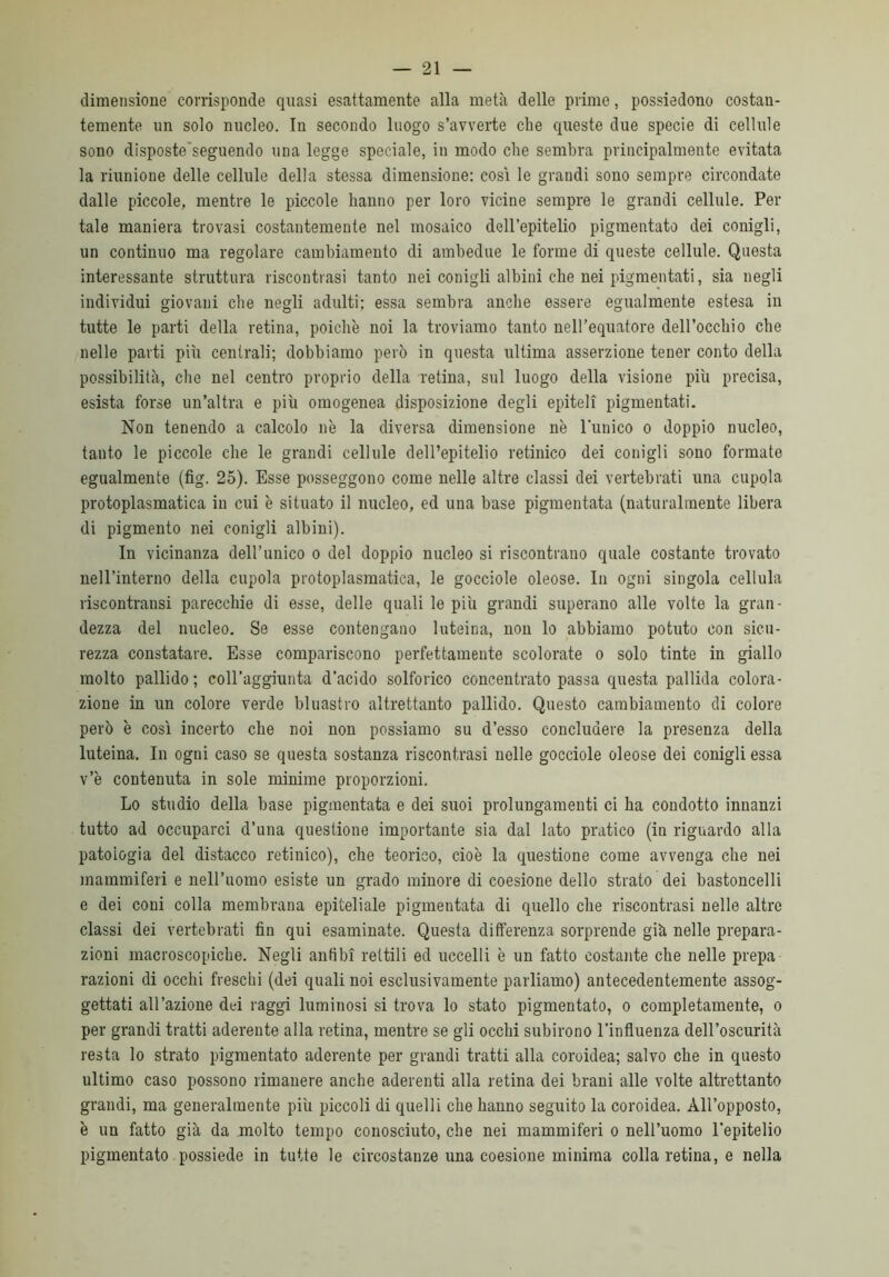 dimensione corrisponde quasi esattamente alla metà delle primo, possiedono costan- temente un solo nucleo. In secondo luogo s’avverte che queste due specie di cellule sono disposte’seguendo una legge speciale, in modo che sembra principalmente evitata la riunione delle cellule della stessa dimensione: così le grandi sono sempre circondate dalle piccole, mentre le piccole hanno per loro vicine sempre le grandi cellule. Per tale maniera trovasi costantemente nel mosaico dell’epitelio pigmentato dei conigli, un continuo ma regolare cambiamento di ambedue le forme di queste cellule. Questa interessante struttura riscontrasi tanto nei conigli albini che nei pigmentati, sia negli individui giovani che negli adulti; essa sembra anche essere egualmente estesa in tutte le parti della retina, poiché noi la troviamo tanto nell’equatore dell’occhio che nelle parti più centrali; dobbiamo però in questa ultima asserzione tener conto della possibilità, che nel centro proprio della retina, sul luogo della visione più precisa, esista forse un’altra e più omogenea disposizione degli epiteli pigmentati. Non tenendo a calcolo nè la diversa dimensione nè l'unico o doppio nucleo, tanto le piccole che le grandi cellule dell’epitelio retinico dei conigli sono formate egualmente (fig. 25). Esse posseggono come nelle altre classi dei vertebrati una cupola protoplasmatica in cui è situato il nucleo, ed una base pigmentata (naturalmente libera di pigmento nei conigli albini). In vicinanza dell’unico o del doppio nucleo si riscontrano quale costante trovato nell’interno della cupola protoplasmatica, le gocciole oleose. In ogni singola cellula riscontransi parecchie di esse, delle quali le più grandi superano alle volte la gran- dezza del nucleo. Se esse contengano luteina, non lo abbiamo potuto con sicu- rezza constatare. Esse compariscono perfettamente scolorate o solo tinte in giallo molto pallido ; coll'aggiunta d'acido solforico concentrato passa questa pallida colora- zione in un colore verde bluastro altrettanto pallido. Questo cambiamento di colore però è così incerto che noi non possiamo su d’esso concludere la presenza della luteina. In ogni caso se questa sostanza riscontrasi nelle gocciole oleose dei conigli essa v’è contenuta in sole minime proporzioni. Lo studio della base pigmentata e dei suoi prolungamenti ci ha condotto innanzi tutto ad occuparci d’una questione importante sia dal lato pratico (in riguardo alla patologia del distacco retinico), che teorico, cioè la questione come avvenga che nei mammiferi e nell’uomo esiste un grado minore di coesione dello strato dei bastoncelli e dei coni colla membrana epiteliale pigmentata di quello che riscontrasi nelle altre classi dei vertebrati fin qui esaminate. Questa differenza sorprende già nelle prepara- zioni macroscopiche. Negli anfibi rettili ed uccelli è un fatto costante che nelle prepa razioni di occhi freschi (dei quali noi esclusivamente parliamo) antecedentemente assog- gettati all’azione dei raggi luminosi si trova lo stato pigmentato, o completamente, o per grandi tratti aderente alla retina, mentre se gli occhi subirono l’influenza dell’oscurità resta lo strato pigmentato aderente per grandi tratti alla coroidea; salvo che in questo ultimo caso possono rimanere anche aderenti alla retina dei brani alle volte altrettanto grandi, ma generalmente più piccoli di quelli che hanno seguito la coroidea. All’opposto, è un fatto già da molto tempo conosciuto, che nei mammiferi o nell’uomo l’epitelio pigmentato possiede in tutte le circostanze una coesione minima colla retina, e nella