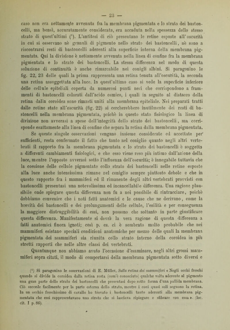 caso non era nettamente avvenuta fra la membrana pigmentata e lo strato dei baston- celli, ma bensì, accuratamente considerata, era accaduta nella spessezza dello stesso strato di quest’ultimi ('). L’antitesi di ciò presentano le retine esposte all’oscurità in cui si osservano nè granuli di pigmento nello strato dei bastoncelli, nè sono a riscontrarsi resti di bastoncelli aderenti alla superfìcie interna della membrana pig- mentata. Qui la divisione è nettamente avvenuta nella linea di confine fra la membrana pigmentata e lo strato dei bastoncelli. La stessa differenza nel modo di questa soluzione di continuità è anche rimarcabile nei conigli albini. Si paragonino le fig. 22, 23 delle quali la prima rappresenta una retina tenuta all’oscurità, la seconda una retina assoggettata alla luco. In quest’ultimo caso si vede la superficie inferiore delle cellule epiteliali coperta da numerosi punti neri che corrispondono a fram- menti di bastoncelli colorati dall’acido osmico, i quali in seguito al distacco della retina dalla coroidea sono rimasti uniti alla membrana epiteliale. Nei preparati tratti dalle retine state all’oscurità (fig. 22) si cercherebbero inutilmente dei resti di ba- stoncelli nella membrana pigmentata, poiché in questo stato fisiologico la linea di divisione non avverasi a spese dell’integrità dello strato dei bastoncelli, ma corri- sponde esattamente alla linea di confine che separa la retina dalla membrana pigmentata. Se queste singole osservazioni vengano insieme considerate ed accettate per' sufficienti, resta confermato il fatto che tanto nel coniglio quanto negli altri verte- brati il rapporto fra la membrana pigmentata e lo strato dei bastoncelli è soggetto a differenti cambiamenti fisiologici, e che esso viene reso piu intimo dall’azione della luce, mentre l’opposto avverasi sotto l’influenza dell’oscurità; è innegabile tuttavia che la coesione delle cellule pigmentate collo strato dei bastoncelli nelle retine esposte alla luce anche intensissima rimane nel coniglio sempre piuttosto debole e che in questo rapporto fra i mammiferi ed il rimanente degli altri vertebrati provvisti con bastoncelli presentasi una notevolissima ed incancellabile differenza. Una ragione plau- sibile oude spiegare questa differenza non fu a noi possibile di rintracciare, poiché dobbiamo convenire che i noti fatti anatomici e le cause che ne derivano, come la brevità dei bastoncelli e dei prolungamenti delle cellule, l’esilità e per conseguenza la maggiore distruggibilità di essi, non possono che soltanto in parte giustificare questa differenza. Manifestamente si dovrà la vera ragione di questa differenza a fatti anatomici finora ignoti; così p. es. ci è sembrato molto probabile che nei mammiferi esistano speciali condizioni anatomiche per mezzo delle quali la membrana pigmentata dei mammiferi sia riunita collo strato interno della coroidea in più stretti rapporti che nelle altre classi dei vertebrati. Quantunque non abbiamo avuto l’occasione d’esaminare, negli altri grossi mam- miferi sopra citati, il modo di comportarsi della membrana pigmentata sotto diversi c (*) (*) Si paragonino le osservazioni di E. Miiller, Sulla relina dei mammiferi « Negli occhi freschi quando si divide la coroidea dalla retina resta (com'è conosciuto) qualche volta aderente al pigmento una gran parte dello strato dei bastoncelli che presentasi dopo sotto forma d’una pallida membrana. Ciò succede facilmente per la parte esterna dello strato, mentre i coni quasi soli seguono la retina. In un occhio freschissimo di cavallo ho trovato i bastoncelli tanto aderenti alla membrana pig- mentata che essi rappresentavano uno strato che si lasciava ripiegare e sfibrare con essa», (loc. cit. I p. 86).