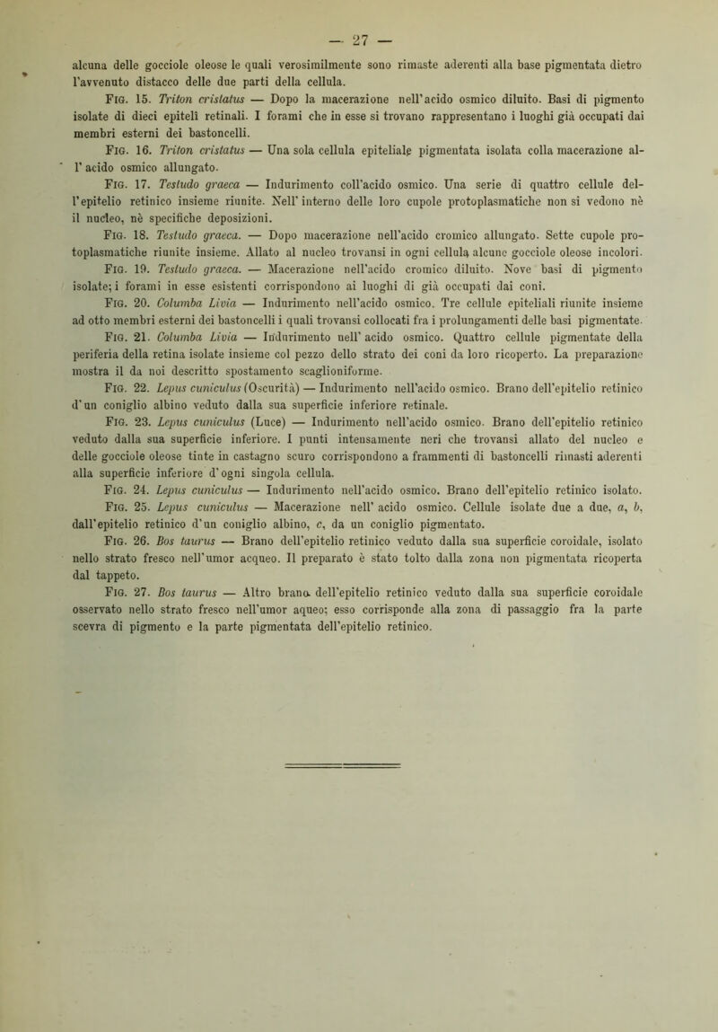 alcuna delle gocciole oleose le quali verosimilmente sono rimaste aderenti alla base pigmentata dietro l'avvenuto distacco delle due parti della cellula. Fig. 15. Tritoli cristatus — Dopo la macerazione nell’acido osmico diluito. Basi di pigmento isolate di dieci epiteli retinali. I forami che in esse si trovano rappresentano i luoghi già occupati dai membri esterni dei bastoncelli. Fig. 16. Trifori cristatus — Una sola cellula epiteliale pigmentata isolata colla macerazione al- 1' acido osmico allungato. Fig. 17. Testudo graeca — Indurimento coll'acido osmico. Una serie di quattro cellule del- l’epitelio retinico insieme riunite. Nell’interno delle loro cupole protoplasmatiche non si vedono nè il nucleo, nè specifiche deposizioni. Fig. 18. Testudo graeca. — Dopo macerazione nell’acido cromico allungato. Sette cupole pro- toplasmatiche riunite insieme. Allato al nucleo trovansi in ogni cellula alcune gocciole oleose incolori. Fig. 19. Testudo graeca. — Macerazione nell’acido cromico diluito. Nove basi di pigmento isolate; i forami in esse esistenti corrispondono ai luoghi di già occupati dai coni. Fig. 20. Columba Livia — Indurimento nell’acido osmico. Tre cellule epiteliali riunite insieme ad otto membri esterni dei bastoncelli i quali trovansi collocati fra i prolungamenti delle basi pigmentate. Fig. 21. Columba Livia — Indurimento nell’ acido osmico. Quattro cellule pigmentate della periferia della retina isolate insieme col pezzo dello strato dei coni da loro ricoperto. La preparazione mostra il da noi descritto spostamento scaglioniforme. Fig. 22. Lepus cuniculus (Oscurità) — Indurimento nell’acido osmico. Brano dell’epitelio retinico d’un coniglio albino veduto dalla sua superficie inferiore retinale. Fig. 23. Lepus cuniculus (Luce) — Indurimento nell’acido osmico. Brano dell’epitelio retinico veduto dalla sua superficie inferiore. I punti intensamente neri che trovansi allato del nucleo e delle gocciole oleose tinte in castagno scuro corrispondono a frammenti di bastoncelli rimasti aderenti alla superficie inferiore d’ogni singola cellula. Fig. 24. Lepus cuniculus — Indurimento nell’acido osmico. Brano dell’epitelio retinico isolato. Fig. 25. Lepus cuniculus — Macerazione nell’ acido osmico. Cellule isolate due a due, a, b, dall’epitelio retinico d’un coniglio albino, c, da un coniglio pigmentato. Fig. 26. Dos taurus — Brano dell’epitelio retinico veduto dalla sua superficie coroidale, isolato nello strato fresco nel)'umor acqueo. Il preparato è stato tolto dalla zona non pigmentata ricoperta dal tappeto. Fig. 27. Bos taurus — Altro brano, dell’epitelio retinico veduto dalla sua superficie coroidale osservato nello strato fresco neH’umor aqueo; esso corrisponde alla zona di passaggio fra la parte scevra di pigmento e la parte pigmentata dell’epitelio retinico.