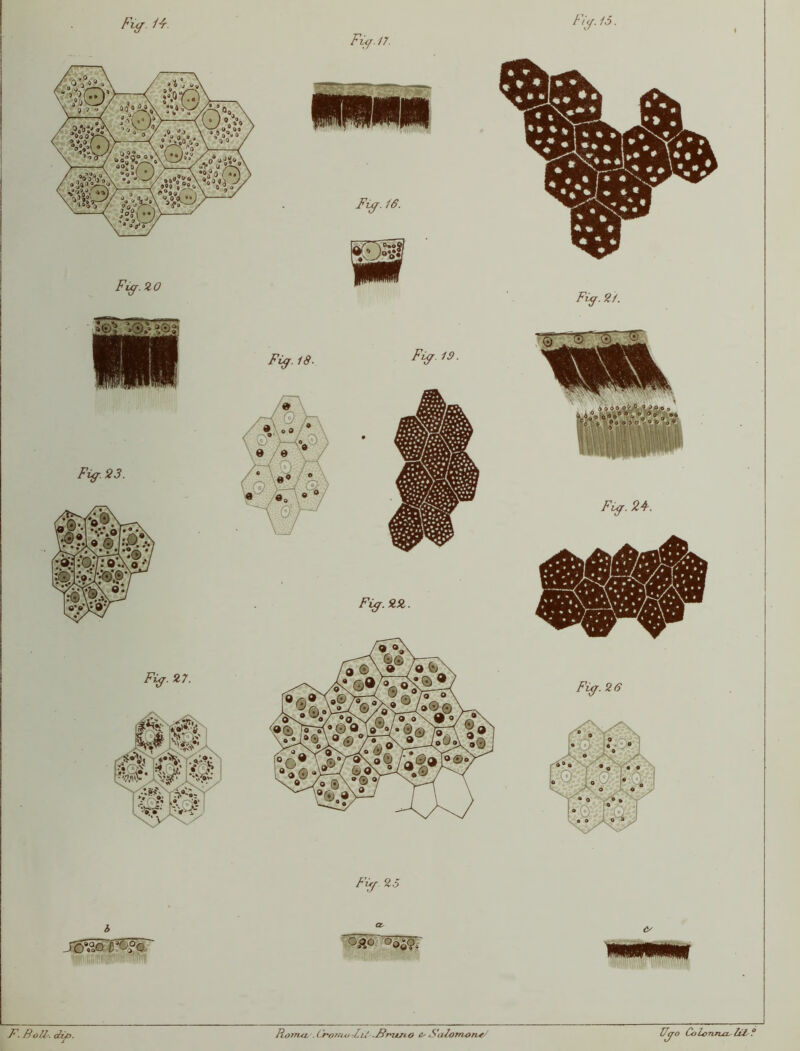 / '<<{. 15. Fvc/-. 24. Fig. 25 Fig. fu. Fig. 18- Fùj. 16. Fig. 28,. Fùf. 14 Fig.20 Fig. n. Fig 25 CZ- F. Boll\ dit>. Rojtul . (Jrofìu* rii/ & Salomon*/ Z-yv? ColoriTLa^ lit ?