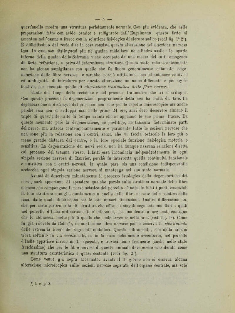 quest’anello mostra una struttura perfettamente normale. Con più evidenza, che nelle preparazioni fatte con acido osmico e raffigurate dall’ Engelmann, questo fatto si accentua nell’esame a fresco con la soluzione fisiologica di cloruro sodico (vedi fig. la 2a). È difficilissimo del resto dire in cosa consista questa alterazione della sezione nervosa lesa. In essa non distinguesi più nè guaina midollare nè cilindro assile : lo spazio interno della guaina dello Schwann viene occupato da una massa del tutto omogenea di forte refrazione, e priva di determinata struttura. Questo stato microscopicamente non ha alcuna somiglianza con quello che fu finora generalmente chiamato dege- nerazione delle fibre nervose, e sarebbe perciò utilissimo, per allontanare equivoci ed ambiguità, di introdurre per questa alterazione un nome differente e più signi- ficativo, per esempio quello di alterazione traumatica delle fibre nervose. Tanto del luogo della recisione e del processo traumatico che ivi si sviluppa. Con questo processo la degenerazione propriamente detta non ha nulla da fare. La degenerazione si distingue dal processo non solo per lo aspetto microscopico ma anche perchè essa non si sviluppa mai nelle prime 24 ore, anzi deve decorrere almeno il triplo di quest'intervallo di tempo avanti che ne appaiano le sue prime tracce. Da questo momento però la degenerazione, nè predilige, nè trascura determinate parti del nervo, ma attacca contemporaneamente e parimente tutte le sezioni nervose che non sono più in relazione con i centri, senza che vi faccia ostacolo la loro più o meno grande distanza dal centro, o la loro speciale funzione fisiologica motoria o sensitiva. La degenerazione dei nervi recisi non ha dunque nessuna relazione diretta col processo del trauma stesso. Infatti essa incomincia indipendentemente in ogni singola sezione nervosa di Ranvier, perchè fu interrotta quella continuità funzionale e nutritiva con i centri nervosi, la quale pare sia una condizione indispensabile acciocché ogni singola sezione nervosa si mantenga nel suo stato normale. Avanti di descrivere minutamente il processo istologico della degenerazione dei nervi, sarà opportuno di spendere qualche parola sulla struttura normale delle fibre nervose che compongono il nervo sciatico del porcello d'india. In tutti i punti essenziali la loro struttura somiglia esattamente a quella delle fibre nervose dello sciatico della rana, dalle quali differiscono per le loro minori dimensioni. Inoltre differiscono an- che per certe particolarità di struttura che offrono i singoli segmenti midollari, i quali nel porcello d’india ordinariamente s’internano, ciascuno dentro al segmento contiguo che lo abbraccia, molto più di quello che suole avvenire nella rana (vedi fig. la). Come fu già rilevato da Boll ('), in moltissime fibre nervose poi si osserva lo sfibramento delle estremità libere dei segmenti midollari. Questo sfibramento, che nella rana si trova soltanto in via eccezionale, ed in tal caso debolmente accentuato, nel porcello d’india apparisce invece molto spiccato, e trovasi tanto frequente (anche nello stato freschissimo) che per le fibre nervose di questo animale deve essere considerato come una struttura caratteristica e quasi costante (vedi fig. 2'). Come venne già sopra accennato, avanti il 3° giorno non si osserva alcuna alterazione microscopica sulle sezioni nervose separate dall’organo centrale, ma solo ') 1- c. p. 8.