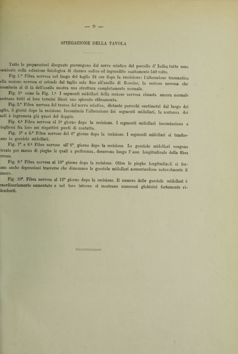 SPIEGAZIONE DELLA TAVOLA Tutte le preparazioni disegnate provengono dal nervo sciatico del porcello d’ India; tutte sono saminate nella soluzione fisiologica di cloruro sodico ed ingrandite esattamente 540 volte. Fig. 1. Fibra nervosa nel luogo del taglio 24 ore dopo la rescisione: l'alterazione traumatica ella sezione nervosa si estende dal taglio solo fino all’anello di Ranvier, la sezione nervosa che icoinincia al di là dell’anello mostra una struttura completamente normale. Fig. 2* come la Fig. l.a I segmenti midollari della sezione nervosa rimasta ancora normale lostrano tutti ai loro termini liberi uno spiccato sfibramento. Fig. 3.a Fibra nervosa del tronco del nervo sciatico, distante parecchi centimetri dal luogo del tglio, 3 giorni dopo la recisione. Incomincia l’alterazione dei segmenti midollari, la sostanza dei aali è ingrossata già quasi del doppio. Fig. 4.» Fibra nervosa al 5° giorno dopo la recisione. I segmenti midollari incominciano a dogherei fra loro nei rispettivi punti di contatto. Fig. 5 e 6.a Fibre nervose del 6° giorno dopo la recisione. I segmenti midollari si trasfor- ano iu gocciole midollari. Fig. 7 e 8.a Fibre nervose all 8°a giorno dopo la recisione. Le gocciole midollari vengono terate per mezzo di pieghe le quali a preferenza, decorrono lungo l’asse longitudinale della fibra jrvosa. Fig. 9.a Fibra nervosa al 10° giorno dopo la recisione. Oltre le pieghe longitudinali si for- ano anche depressioni trasverse che dimezzano le gocciole midollari aumentandone notevolmente il amero. Fig. 10*. Fibra nervosa al 12° giorno dopo la recisione. Il numero delle gocciole midollari è raordinariamente aumentato e nel loro interno si mostrano numerosi globicini fortemente ri- dendenti.