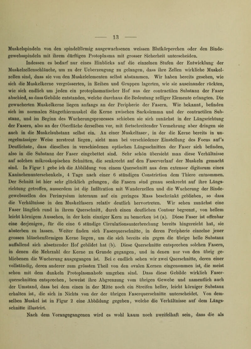Muskelspindeln von den spindelförmig ausgewachsenen weissen Blutkörperchen oder den Binde- gewebsspindeln mit ihrem dürftigen Protoplasma mit grosser Sicherheit unterscheiden. Indessen es bedarf nur eines Hinblicks auf die einzelnen Stufen der Entwicklung der Muskelzellenschläuche, um zu der Ueberzeugung zu gelangen, dass ihre Zellen wirkliche Muskel- zellen sind, dass sie von den Muskelelementen selbst abstammen. Wir haben bereits gesehen, wie sich die Muskelkerne vergrösserten, in Reihen und Gruppen lagerten, wie sie auseinander rückten, wie sich endlich um jeden ein protoplasmatischer Hof aus der contractilen Substanz der Faser abschied, so dass Gebilde entstanden, welche durchaus die Bedeutung zeitiger Elemente erlangten. Die gewucherten Muskelkerne liegen anfangs an der Peripherie der Fasern. Wie bekannt, befinden sich im normalen Säugethiermuskel die Kerne zwischen Sarkolemma und der contractilen Sub- stanz, und im Beginn des Wucherungsprozesses schieben sie sich zunächst in der Längsrichtung der Fasern, also an der Oberfläche derselben vor, mit fortschreitender Vermehrung aber dringen sie auch in die Muskelsubstanz selbst ein. An einer Muskelfaser, in der die Kerne bereits in un- regelmässiger Weise zerstreut liegen, sieht man bei verschiedener Einstellung des Focus auf’s Deutlichste, dass dieselben in verschiedenen optischen Längsschnitten der Faser sich befinden, also in die Substanz der Faser eingebettet sind. Sehr schön übersieht man diese Verhältnisse auf solchen mikroskopischen Schnitten, die senkrecht auf den Faserverlauf der Muskeln gemacht sind. In Figur 1 gebe ich die Abbildung von einem Querschnitt aus dem extensor digitorum eines Kaninchen Unterschenkels, 4 Tage nach einer 6 ständigen Constriction dem Thiere entnommen. Der Schnitt ist hier sehr glücklich gelungen, die Fasern sind genau senkrecht auf ihre Längs- richtung getroffen, ausserdem ist die Infiltration mit Wanderzellen und die Wucherung der Binde- gewebszellen des Perimysium intern um auf ein geringes Mass beschränkt geblieben, so dass die Verhältnisse in den Muskelfasern relativ deutlich hervortreten. Wir sehen zunächst eine Faser länglich rund in ihrem Querschnitt, durch einen deutlichen Contour begrenzt, von hellem leicht körnigem Aussehen, in der kein einziger Kern zu bemerken ist (a). Diese Faser ist offenbar eine derjenigen, für die eine 6 ständige Circulationsunterbrechung bereits hingereicht hat, sie absterben zu lassen. Weiter finden sich Faserquerschnitte, in deren Peripherie einzelne jener grossen bläschenförmigen Kerne liegen, um die sich bereits ein gegen die übrige helle Substanz auffallend sich absetzender Hof gebildet hat (b). Diese Querschnitte entsprechen solchen Fasern, in denen die Mehrzahl der Kerne zu Grunde gegangen, und in denen nur von den übrig ge- bliebenen die Wucherung ausgegangen ist. Bei c endlich sehen wir zwei Querschnitte, deren einer vollständig, deren anderer zum grössten Theil von den ovalen Kernen eingenommen ist, die meist schon mit dem dunkeln Protoplasmahofe umgeben sind. Dass diese Gebilde wirklich Faser- querschnitten entsprechen, beweist ihre Abgrenzung vom übrigen Gewebe und namentlich auch der Umstand, dass bei dem einen in der Mitte noch ein Streifen heller, leicht körniger Substanz erhalten ist, die sich in Nichts von der der übrigen Faserquerschnitte unterscheidet. Von dem- selben Muskel ist in Figur 2 eine Abbildung gegeben, welche die Verhältnisse auf dem Längs- schnitte illustrirt. Nach dem Vorangegangenen wird es wohl kaum noch zweifelhaft sein, dass die als