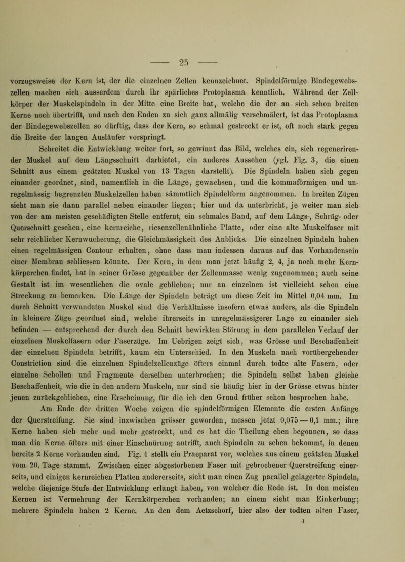 vorzugsweise der Kern ist, der die einzelnen Zellen kennzeichnet. Spindelförmige Bindegewehs- zellen machen sich ausserdem durch ihr spärliches Protoplasma kenntlich. Während der Zell- körper der Muskelspindeln in der Mitte eine Breite hat, welche die der an sich schon breiten Kerne noch übertrifft, und nach den Enden zu sich ganz allmälig verschmälert, ist das Protoplasma der Bindegewebszellen so dürftig, dass der Kern, so schmal gestreckt er ist, oft noch stark gegen die Breite der langen Ausläufer vorspringt. Schreitet die Entwicklung weiter fort, so gewinnt das Bild, welches ein, sich regeneriren- der Muskel auf dem Längsschnitt darbietet, ein anderes Aussehen (ygl. Fig. 3, die einen Schnitt aus einem geätzten Muskel von 13 Tagen darstellt). Die Spindeln haben sich gegen einander geordnet, sind, namentlich in die Länge, gewachsen, und die kommaförmigen und un- regelmässig begrenzten Muskelzellen haben sämmtlich Spindelform angenommen. In breiten Zügen sieht man sie dann parallel neben einander liegen; hier und da unterbricht, je weiter man sich von der am meisten geschädigten Stelle entfernt, ein schmales Band, auf dem Längs-, Schräg- oder Querschnitt gesehen, eine kernreiche, riesenzellenähnliche Platte, oder eine alte Muskelfaser mit sehr reichlicher Kernwucherung, die Gleichmässigkeit des Anblicks. Die einzelnen Spindeln haben einen regelmässigen Contour erhalten, ohne dass man indessen daraus auf das Vorhandensein einer Membran schliessen könnte. Der Kern, in dem man jetzt häufig 2, 4, ja noch mehr Kern- körperchen findet, hat in seiner Grösse gegenüber der Zellenmasse wenig zugenommen; auch seine Gestalt ist im wesentlichen die ovale geblieben; nur an einzelnen ist vielleicht schon eine Streckung zu bemerken. Die Länge der Spindeln beträgt um diese Zeit im Mittel 0,04 mm. Im durch Schnitt verwundeten Muskel sind die Verhältnisse insofern etwas anders, als die Spindeln in kleinere Züge geordnet sind, welche ihrerseits in unregelmässigerer Lage zu einander sich befinden — entsprechend der durch den Schnitt bewirkten Störung in dem parallelen Verlauf der einzelnen Muskelfasern oder Faserzüge. Im Uebrigen zeigt sich, was Grösse und Beschaffenheit der einzelnen Spindeln betrifft, kaum ein Unterschied. In den Muskeln nach vorübergehender Constriction sind die einzelnen Spindelzellenzüge öfters einmal durch todte alte Fasern, oder einzelne Schollen und Fragmente derselben unterbrochen; die Spindeln selbst haben gleiche Beschaffenheit, wie die in den andern Muskeln, nur sind sie häufig hier in der Grösse etwas hinter jenen zurückgeblieben, eine Erscheinung, für die ich den Grund früher schon besprochen habe. Am Ende der dritten Woche zeigen die spindelförmigen Elemente die ersten Anfänge der Querstreifung. Sie sind inzwischen grösser geworden, messen jetzt 0,075 — 0,1 mm.; ihre Kerne haben sich mehr und mehr gestreckt, und es hat die Theilung eben begonnen, so dass man die Kerne öfters mit einer Einschnürung antrifft, auch Spindeln zu sehen bekommt, in denen bereits 2 Kerne vorhanden sind. Fig. 4 stellt ein Praeparat vor, welches aus einem geätzten Muskel vom 20. Tage stammt. Zwischen einer abgestorbenen Faser mit gebrochener Querstreifung einer- seits, und einigen kernreichen Platten andererseits, sieht man einen Zug parallel gelagerter Spindeln, welche diejenige Stufe der Entwicklung erlangt haben, von welcher die Bede ist. In den meisten Kernen ist Vermehrung der Kernkörperchen vorhanden; an einem sieht man Einkerbung; mehrere Spindeln haben 2 Kerne. An den dem Aetzschorf, hier also der todten alten Faser, 4
