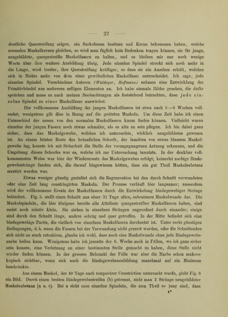 deutliche Querstreifuug zeigen, ein Sarkolenim besitzen und Kerne bekommen haben, welche normalen Muskelkernen gleichen, so wird man füglich kein Bedenken tragen können, sie für junge, neugehildete, quergestreifte Muskelfasern zu halten, und es bleiben mir nur noch wenige Worte über ihre weitere Ausbildung übrig. Jede einzelne Spindel streckt sich noch mehr in die Länge, wird breiter, ihre Querstreifung kräftiger, so dass sie ein Ansehen erhält, welches sich in Nichts mehr von dem einer gewöhnlichen Muskelfaser unterscheidet. Ich sage, jede einzelne Spindel. Verschiedene Autoren (Waläeyer, Hoffmann) nehmen eine Entwicklung der Primitivbündel aus mehreren zelligen Elementen an. Ich habe niemals Bilder gesehen, die dafür sprächen und muss es nach meinen Beobachtungen als feststehend betrachten, dase jede ein- zelne Spindel zu einer Muskelfaser auswächst. Die vollkommene Ausbildung der jungen Muskelfasern ist etwa nach 5—6 Wochen voll- endet; wenigstens gilt dies in Bezug auf die geätzten Muskeln. Um diese Zeit habe ich einen Unterschied der neuen von den normalen Muskelfasern kaum finden können. Vielleicht waren einzelne der jungen Fasern noch etwas schmäler, als es alte zu sein pflegen. Ich bin dabei ganz sicher, dass das Muskelgewebe, welches ich untersuchte, wirklich neugebildetes gewesen ist. An einem letzten Reste des bräunlichen Schorfs, der inmitten von etwas blassem Muskel- gewebe lag, konnte ich mit Sicherheit die Stelle der vorangegangenen Aetzung erkennen, und die Umgebung dieses Schorfes war es, welche ich zur Untersuchung benutzte. In der denkbar voll- kommensten Weise war hier der Wiederersatz des Muskelgewebes erfolgt; keinerlei narbige Binde- gewebsstränge fanden sich, die darauf hingewiesen hätten, dass ein gut Theil Muskelsubstanz zerstört worden war. Etwas weniger günstig gestaltet sich die Regeneration bei den durch Schnitt verwundeten oder eine Zeit lang constringirten Muskeln. Der Prozess verläuft hier langsamer; ausserdem wird der vollkommene Ersatz der Muskelfasern durch die Entwickelung bindegewebiger Stränge behindert. Fig. 5. stellt einen Schnitt aus einer 31 Tage alten, subcutanen Muskelwunde dar. Die Muskelspindeln, die hier übrigens bereits aUe Attribute quergestreifter Muskelfasern haben, sind meist noch relativ klein. Sie ziehen in einzelnen Strängen ungeordnet durch einander; einige sind durch den Schnitt längs, andere schräg und quer getroffen. In der Mitte befindet sich eine bindegewebige Partie, die vielfach von einzelnen Muskelfasern durchsetzt ist. Unter recht günstigen Bedingungen, d. h. wenn die Fasern bei der Verwundung nicht gezerrt wurden, oder die Schnittenden sich nicht zu stark retrahiren, glaube ich wohl, dass auch eine Muskelwunde ohne jede Bindegewebs- narbe heilen kann. Wenigstens habe ich jenseits der 6. Woche auch in Fällen, wo ich ganz sicher sein konnte, eine Verletzung an einer bestimmten Stelle gemacht zu haben, diese Stelle nicht wieder finden können. In der grossen Mehrzahl der Fälle war aber die Narbe schon makros- kopisch sichtbar, wenn sich auch die Bindegewebsneubildung manchmal auf ein Minimum beschränkte. Aus einem Muskel, der 40 Tage nach temporärer Constriction untersucht wurde, giebt Fig. 6 ein Bild. Durch einen breiten Bindegewebsstreifen (b) getrennt, sieht man 2 Stränge neugebildeter Muskelsubstanz (a u. c). Bei a sieht man einzelne Spindeln, die zum Theil so jung sind, dass 4*