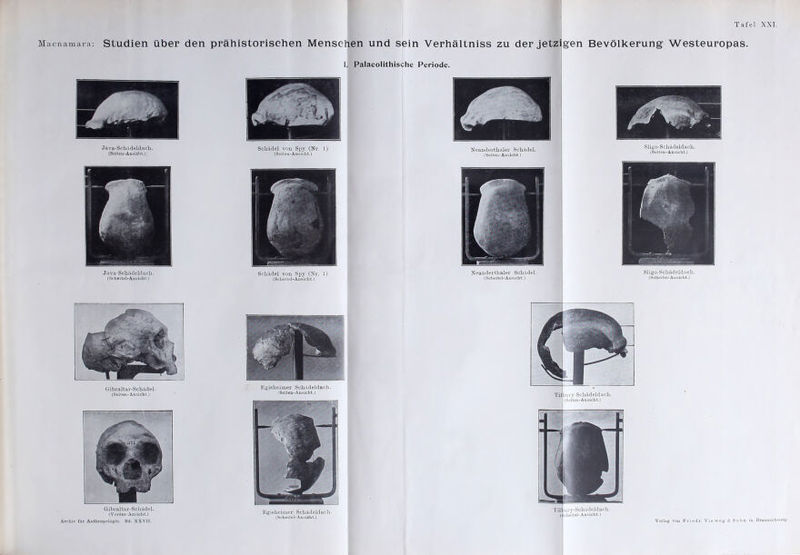 acnamara: Studien über den prähistorischen Menschen und sein Verhältniss zu der jetzi I. Palaeolithische Periode. gen Bevölkerung Westeuropas. Ja va-Schä deld ach. (Seiten-Ansicht.)] Schädel von Spy (Nr. 1). '(Seitou-Ansicht.) Neanderthaler Schädel. (Seiten-Ansicht.) Sligo-Schädeldach. (Seiten-Ansicht.) Java-Schädeldach. (Scheitel-Ansicht.) Schädel von Spy (Nr. l). (Scheitel-Ansicht.) Neanderthaler Schädel. (Scheitel-Ansicht.) Sligo-Schädeldach. (Scheitel-Ansicht.) Gibraltar-Schädel. (Seiten-Ansicht.) Gibraltar-Schädel. (Vorder-Ansicht.) Archiv für Anthropologie. Bd. XXVII. Egisheimer Schädeldach. (Seiten-Ansicht.) Egisheimer Schädeldach. (Scheitel-Ansioht.) nuy-Schädeldach. r(Seiten-Ansicht.) von Priedr. Vieweg & Solin in Braunschweig.