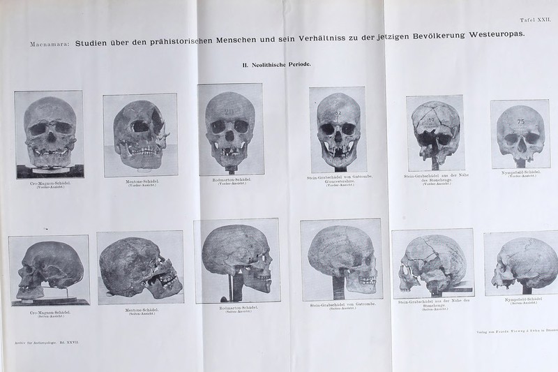 Mac na m ara: Studien über den prähistorischen Menschen und sein Verhältniss zu der jetzigen Bevölkerung Westeuropas II. Neolithische Periode. Cro-Magnon-Schädel. (Vorder-Ansicht.) Mentone-Schädel. (Vorder-Ansicht.) Eodmarton-Schädel. (Vorder-Ansicht.) Stein-Grabschädel von Gatconibe, Gl oucestershire. (Vorder-Ansicht.) Stein-Grabscbädel aus der Nabe des Stonehenge. (Vorder-Ansicht.) Cro-Magnon-Schädel. (Seiten-Ansicht.) Mentone-Schädel. (Seiten-Ansicht.) Kodmarton-Schädel. (Seiten-Ansicht.) Stein-Grabschädel von Gatcombe. (Seiten-Ansicht.) tein-Grabschädel aus der Nähe des Nympstteld-Schädel (Seiten-Ansicht.) Verlag Friedr. Vieweg * Sohn in Braunst