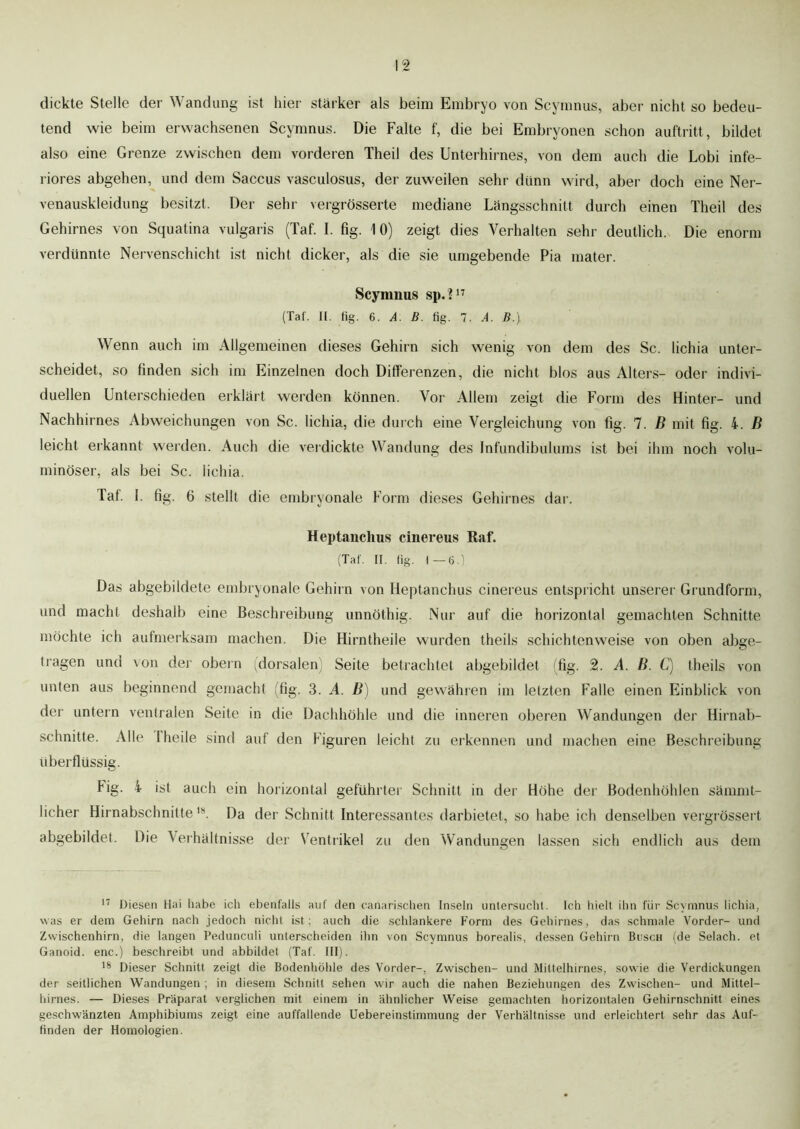 dickte Stelle der Wandung ist hier stärker als beim Embryo von Scymnus, aber nicht so bedeu- tend wie beim erwachsenen Scymnus. Die Falte f, die bei Embryonen schon auftritt, bildet also eine Grenze zwischen dem vorderen Theil des Unterhirnes, von dem auch die Lobi infe- riores abgehen, und dem Saccus vasculosus, der zuweilen sehr dünn wird, aber doch eine Ner- venauskleidung besitzt. Der sehr vergrösserte mediane Längsschnitt durch einen Theil des Gehirnes von Squatina vulgaris (Taf. I. fig. 10) zeigt dies Verhalten sehr deutlich.. Die enorm verdünnte Nervenschicht ist nicht dicker, als die sie umgebende Pia mater. Scymnus sp.?17 (Tat. II. fig. 6. A. B. fig. 7. A. B.} Wenn auch im Allgemeinen dieses Gehirn sich wenig von dem des Sc. lichia unter- scheidet, so finden sich im Einzelnen doch Differenzen, die nicht blos aus Alters- oder indivi- duellen Unterschieden erklärt werden können. Vor Allem zeigt die Form des Hinter- und Nachhirnes Abweichungen von Sc. lichia, die durch eine Vergleichung von fig. 7. B mit fig. i. B leicht erkannt werden. Auch die verdickte Wandung des Infundibulums ist bei ihm noch volu- minöser, als bei Sc. lichia. Taf. 1. fig. 6 stellt die embryonale Form dieses Gehirnes dar. Heptanchus cinereus Raf. (Taf. II. fig. I—6.) Das abgebildete embryonale Gehirn von Heptanchus cinereus entspricht unserer Grundform, und macht deshalb eine Beschreibung unnöthig. Nur auf die horizontal gemachten Schnitte möchte ich aufmerksam machen. Die Hirntheiie wurden theils schichtenweise von oben abge- tragen und von der obern (dorsalen) Seite betrachtet abgebildet (fig. 2. A. B. C) theils von unten aus beginnend gemacht (fig. 3. A. B) und gewähren im letzten Falle einen Einblick von der untern ventralen Seite in die Dachhöhle und die inneren oberen Wandungen der Hirnab- schnitte. Alle (heile sind auf den Figuren leicht zu erkennen und machen eine Beschreibung überflüssig. Fig. i ist auch ein horizontal geführter Schnitt in der Höhe der Bodenhöhlen sämmt- licher Hirnabschnittels. Da der Schnitt Interessantes darbietet, so habe ich denselben vergrössert abgebildet. Die Verhältnisse der Ventrikel zu den Wandungen lassen sich endlich aus dem 17 Diesen Hai iiabe ich ebenfalls auf den c-anarischen Inseln untersucht. Ich hielt ihn für Scymnus lichia, was er dem Gehirn nach jedoch nicht ist; auch die schlankere Form des Gehirnes, das schmale Vorder- und Zwischenhirn, die langen Pedunculi unterscheiden ihn von Scymnus borealis, dessen Gehirn Busch (de Selach. et Ganoid. enc.) beschreibt und abbildet (Taf. III). 18 Dieser Schnitt zeigt die Bodenhöhle des Vorder-, Zwischen- und Mittelhirnes, sowie die Verdickungen der seitlichen Wandungen ; in diesem Schnitt sehen wir auch die nahen Beziehungen des Zwischen- und Mittel- hirnes. — Dieses Präparat verglichen mit einem in ähnlicher Weise gemachten horizontalen Gehirnschnitt eines geschwänzten Amphibiums zeigt eine auffallende Uebereinstimmung der Verhältnisse und erleichtert sehr das Auf- finden der Homologien.