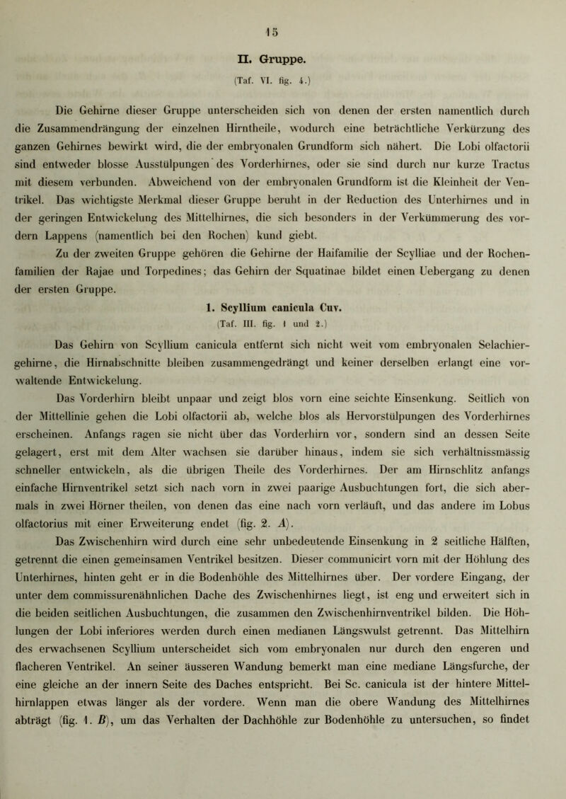 II. Gruppe. (Taf. VI. fig. 4.) Die Gehirne dieser Gruppe unterscheiden sich von denen der ersten namentlich durch die Zusammendrängung der einzelnen Hirntheile, wodurch eine beträchtliche Verkürzung des ganzen Gehirnes bewirkt wird, die der embryonalen Grundform sich nähert. Die Lobi olfactorii sind entweder blosse Ausstülpungen des Vorderhirnes, oder sie sind durch nur kurze Tractus mit diesem verbunden. Abweichend von der embryonalen Grundform ist die Kleinheit der Ven- trikel. Das wichtigste Merkmal dieser Gruppe beruht in der Reduction des Unterhirnes und in der geringen Entwickelung des Mittelhirnes, die sich besonders in der Verkümmerung des vor- dem Lappens (namentlich bei den Rochen) kund giebt. Zu der zweiten Gruppe gehören die Gehirne der Haifamilie der Scylliae und der Rochen- familien der Rajae und Torpedines; das Gehirn der Squatinae bildet einen Uebergang zu denen der ersten Gruppe. 1. Scyllium canicula Cuv. (Tat. III. fig. I und 2.) Das Gehirn von Scyllium canicula entfernt sich nicht weit vom embryonalen Selachier- gehirne, die Hirnabschnitte bleiben zusammengedrängt und keiner derselben erlangt eine vor- waltende Entwickelung. Das Vorderhirn bleibt unpaar und zeigt blos vorn eine seichte Einsenkung. Seitlich von der Mittellinie gehen die Lobi olfactorii ab, welche blos als Hervorstülpungen des Vorderhirnes erscheinen. Anfangs ragen sie nicht Uber das Vorderhirn vor, sondern sind an dessen Seite gelagert, erst mit dem Alter wachsen sie darüber hinaus, indem sie sich verhältnissmässig schneller entwickeln, als die übrigen Theile des Vorderhirnes. Der am Hirnschlitz anfangs einfache Hirnventrikel setzt sich nach vorn in zwei paarige Ausbuchtungen fort, die sich aber- mals in zwei Hörner theilen, von denen das eine nach vorn verläuft, und das andere im Lobus olfactorius mit einer Erweiterung endet (fig. 2. A). Das Zwischenhirn wird durch eine sehr unbedeutende Einsenkung in 2 seitliche Hälften, getrennt die einen gemeinsamen Ventrikel besitzen. Dieser communicirt vorn mit der Höhlung des Unterhirnes, hinten geht er in die Bodenhöhle des Mittelhirnes über. Der vordere Eingang, der unter dem commissurenähnlichen Dache des Zwischenhirnes liegt, ist eng und erweitert sich in die beiden seitlichen Ausbuchtungen, die zusammen den Zwischenhirnventrikel bilden. Die Höh- lungen der Lobi inferiores werden durch einen medianen Längswulst getrennt. Das Mittelhirn des erwachsenen Scyllium unterscheidet sich vom embryonalen nur durch den engeren und flacheren Ventrikel. An seiner äusseren Wandung bemerkt man eine mediane Längsfurche, der eine gleiche an der innern Seite des Daches entspricht. Bei Sc. canicula ist der hintere Mittel- hirnlappen etwas länger als der vordere. Wenn man die obere Wandung des Mittelhirnes abträgt (fig. 1. B), um das Verhalten der Dachhöhle zur Bodenhöhle zu untersuchen, so findet